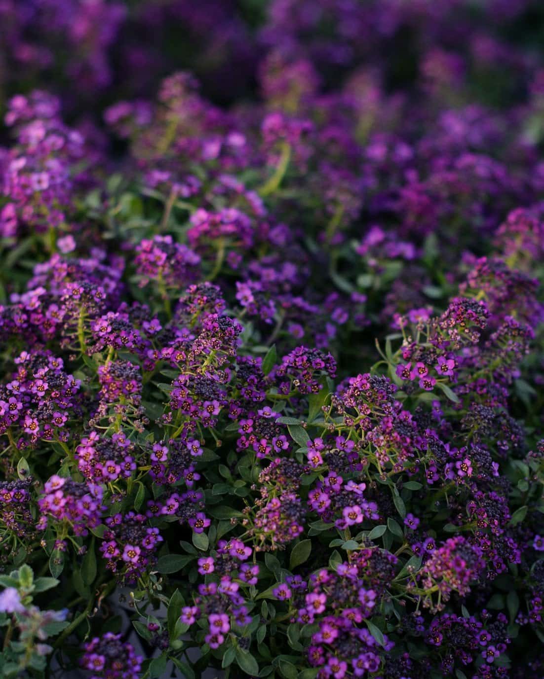 Violet Knight Alyssum - Main Image