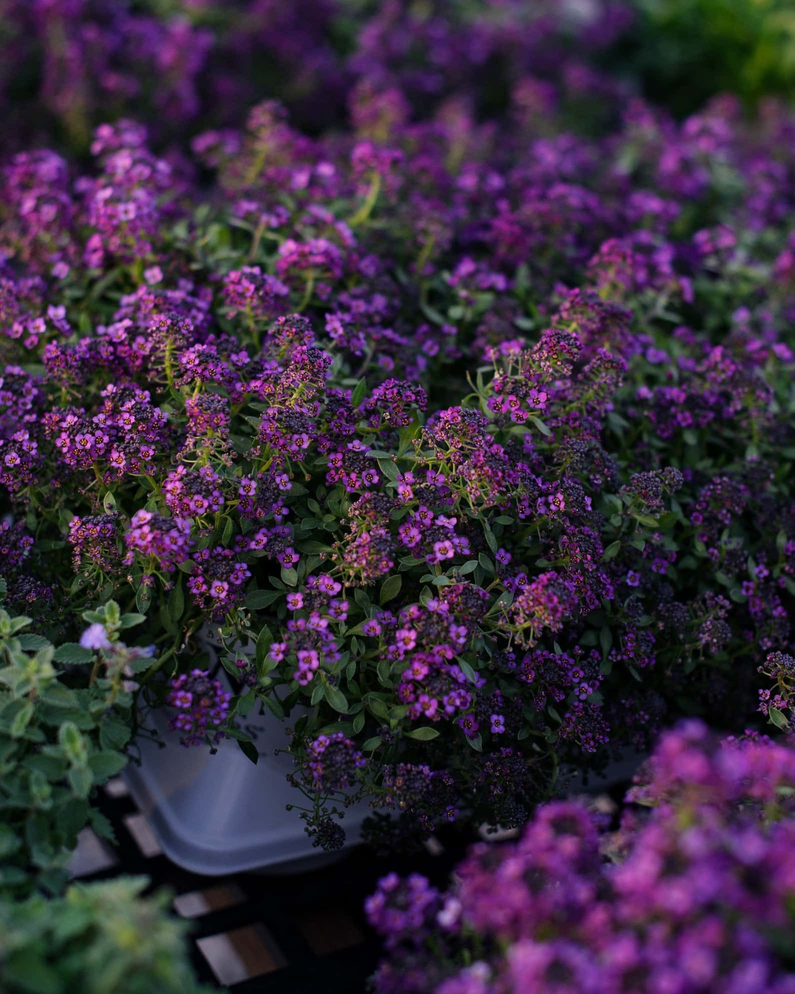 Violet Knight Alyssum - Image 1