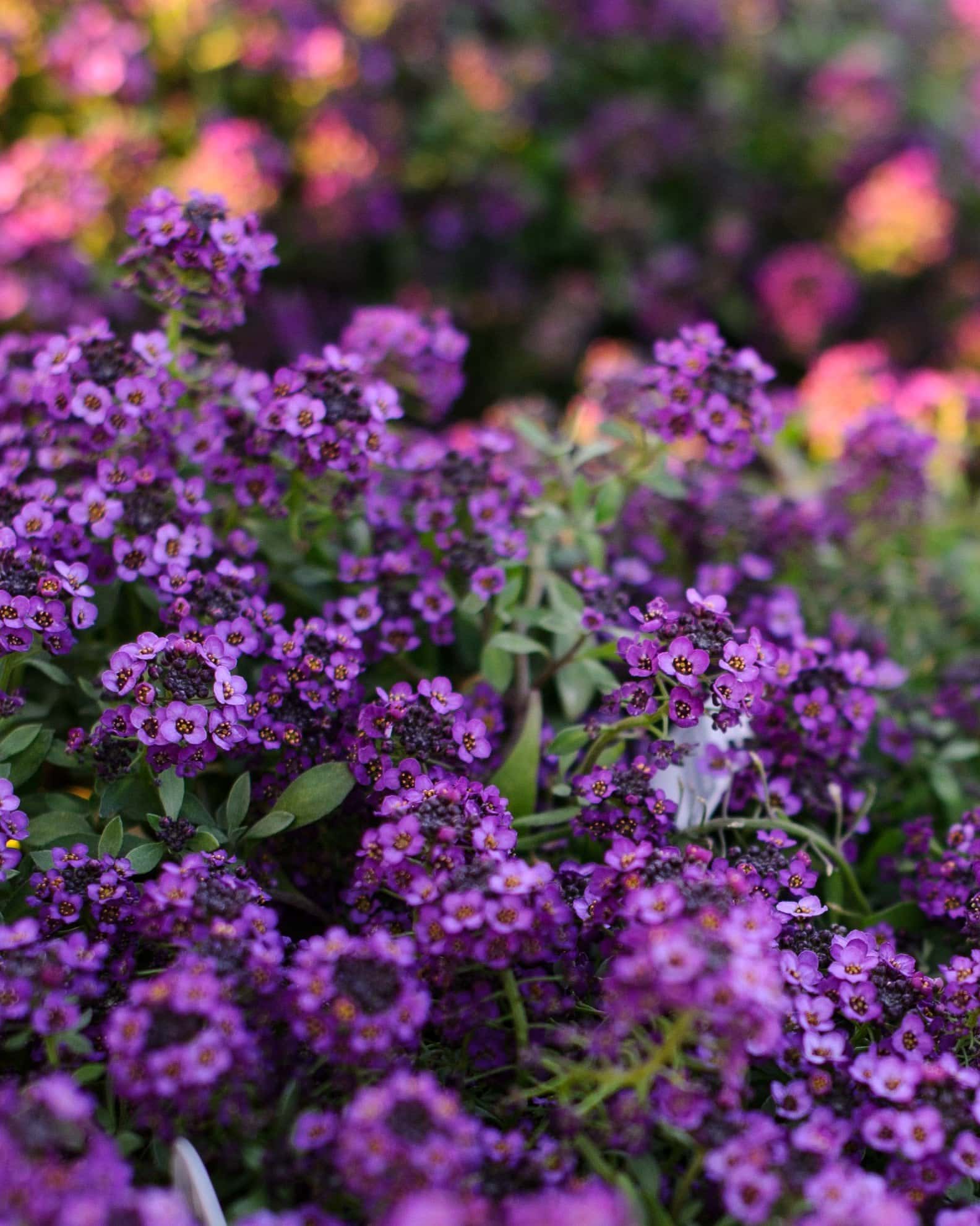 Violet Knight Alyssum - Image 3