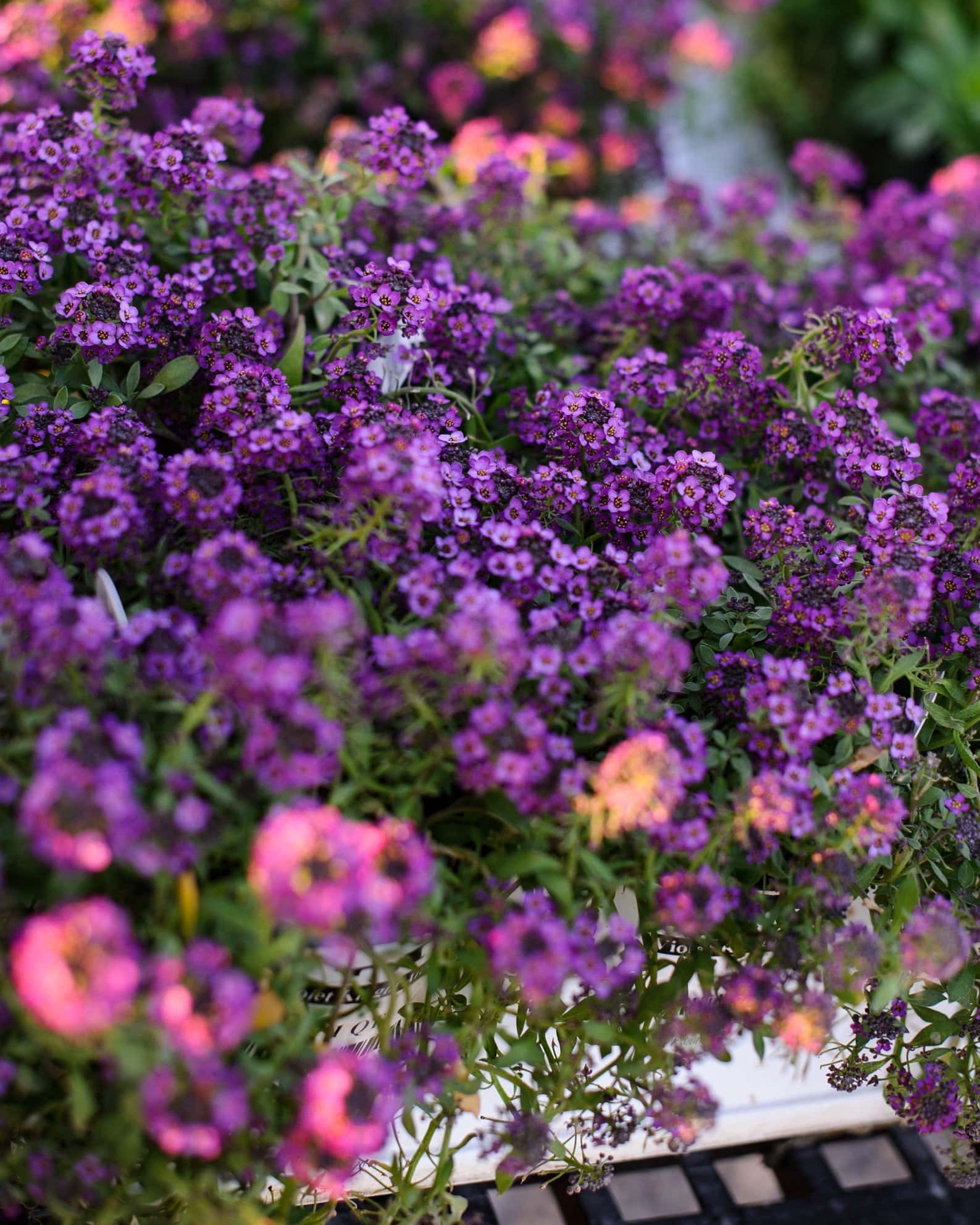 Violet Knight Alyssum - Image 4