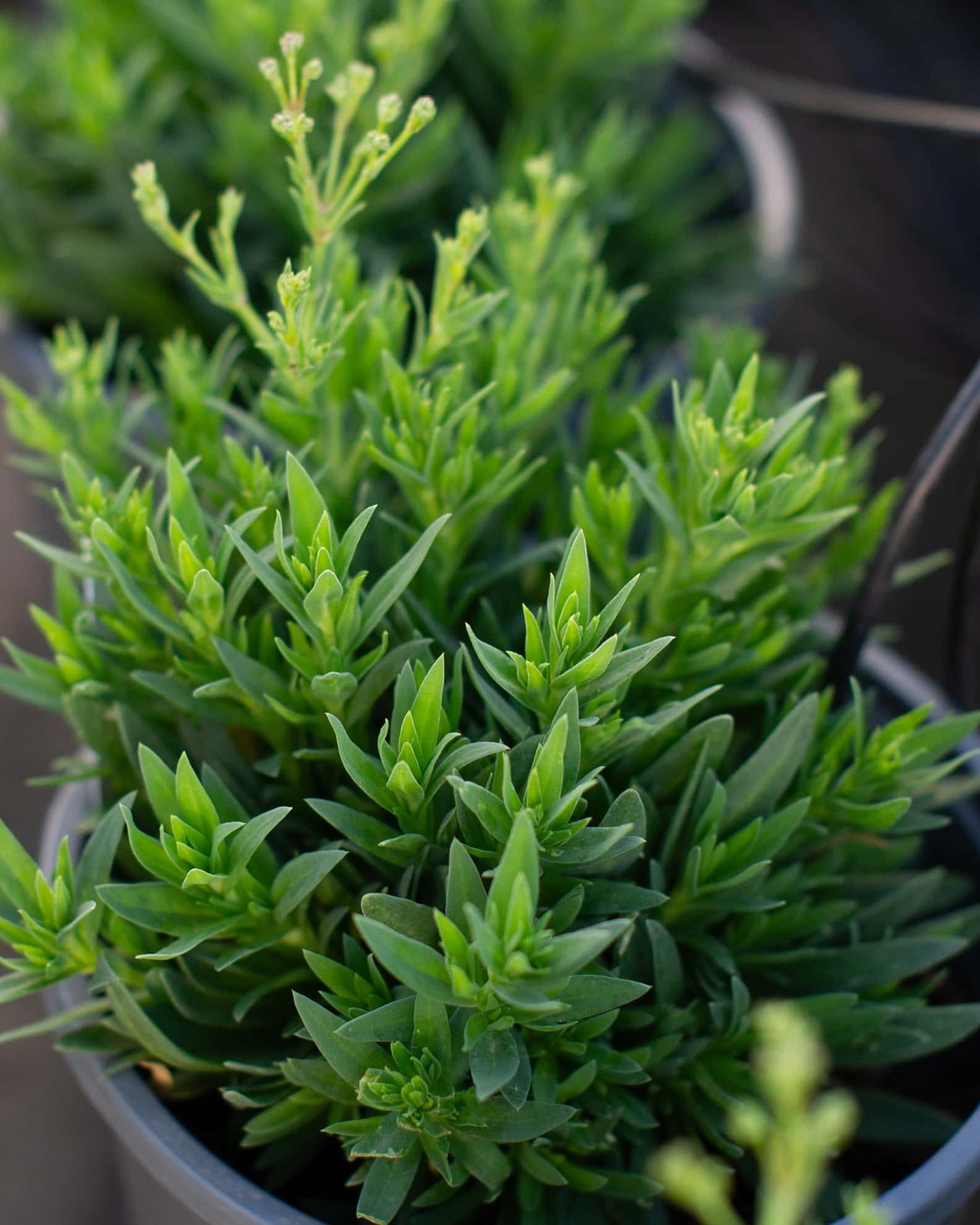 Summer Sparkles Baby's Breath - Main Image