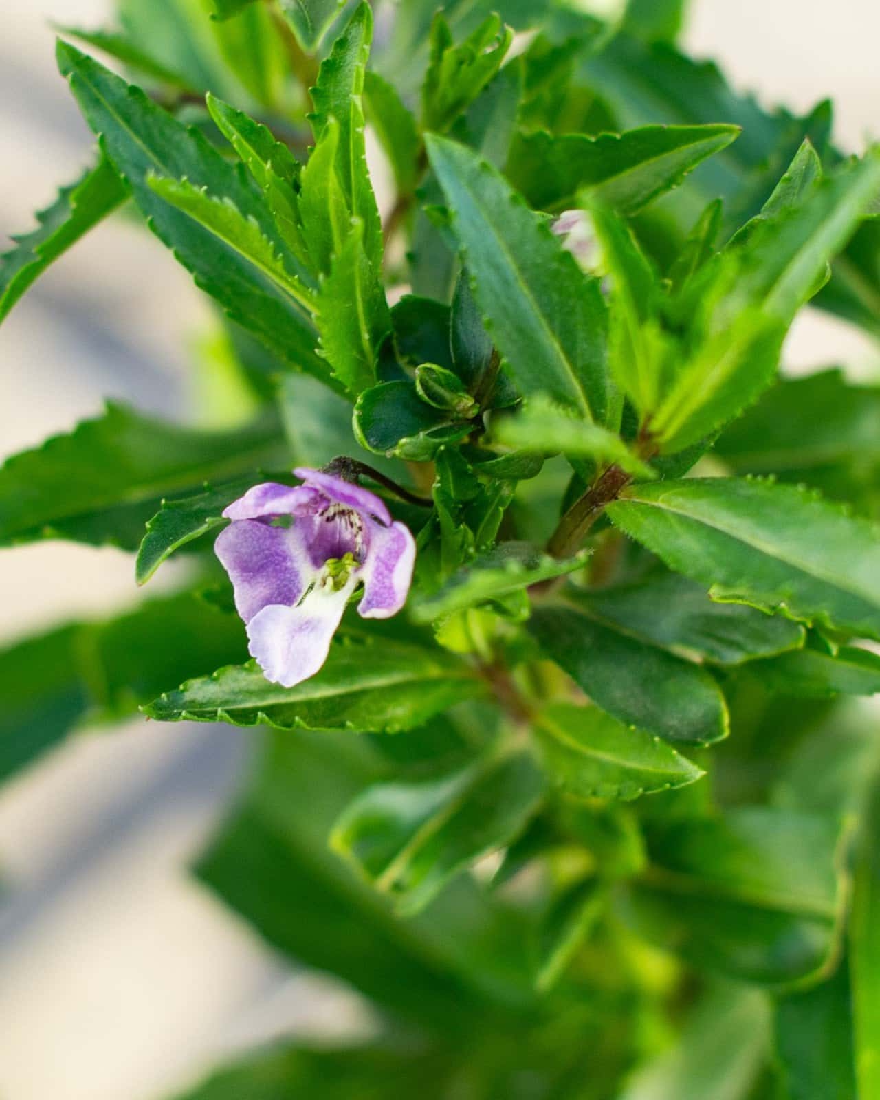 Archangel Blue Bicolor Angelonia - Main Image