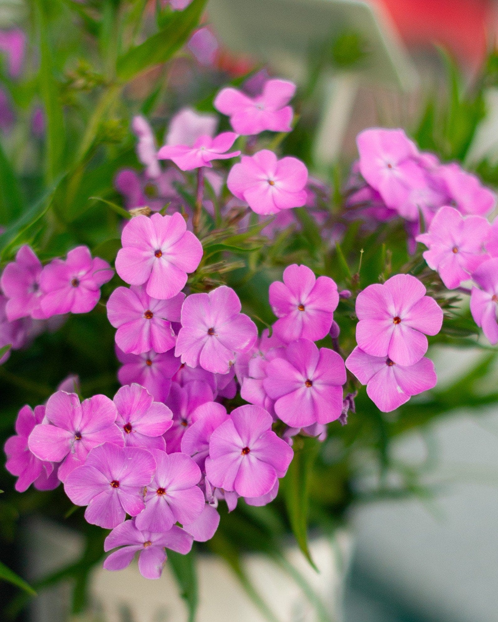 Opening Act Ultra Pink Phlox - Main Image