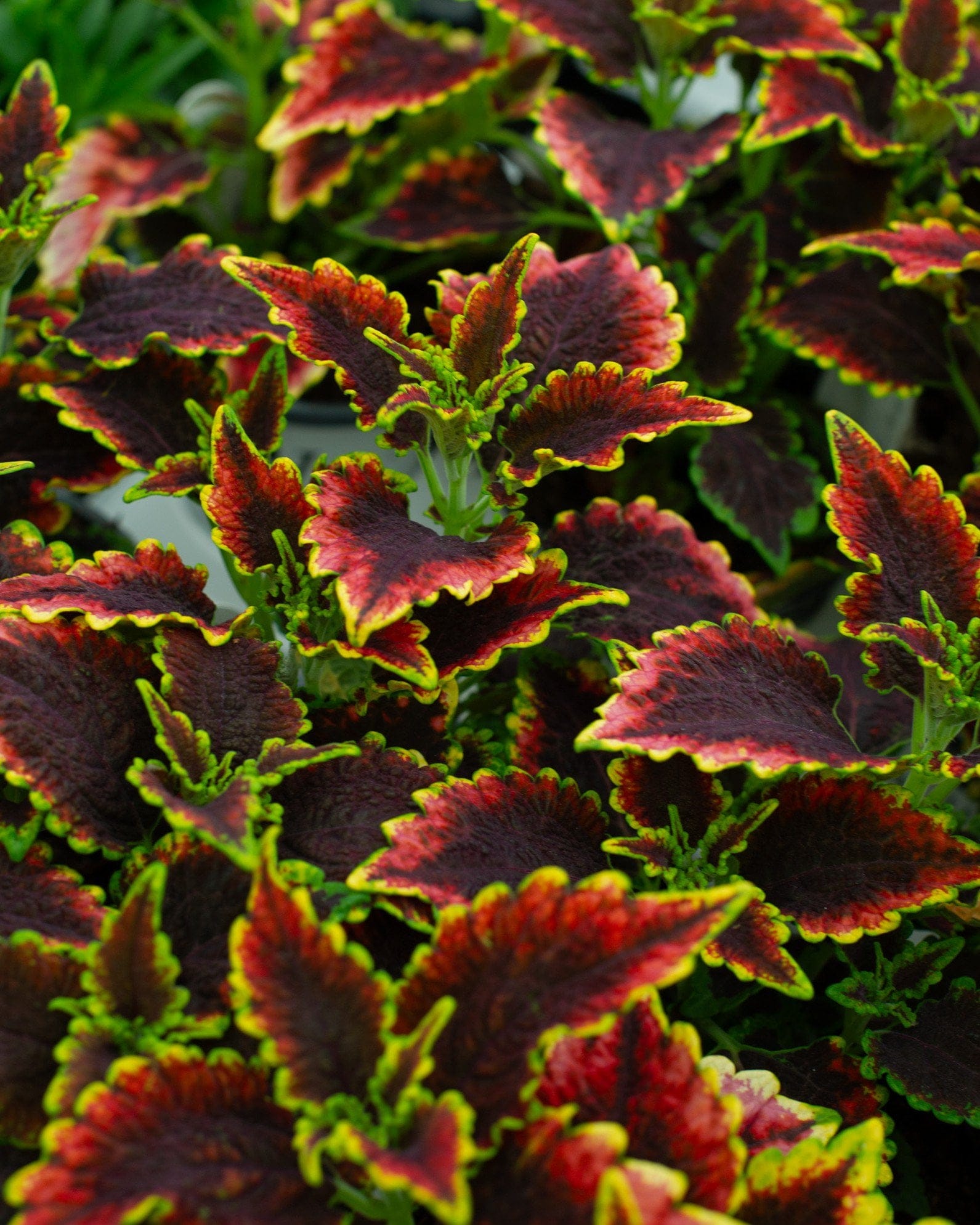ColorBlaze El Brighto Coleus - Main Image