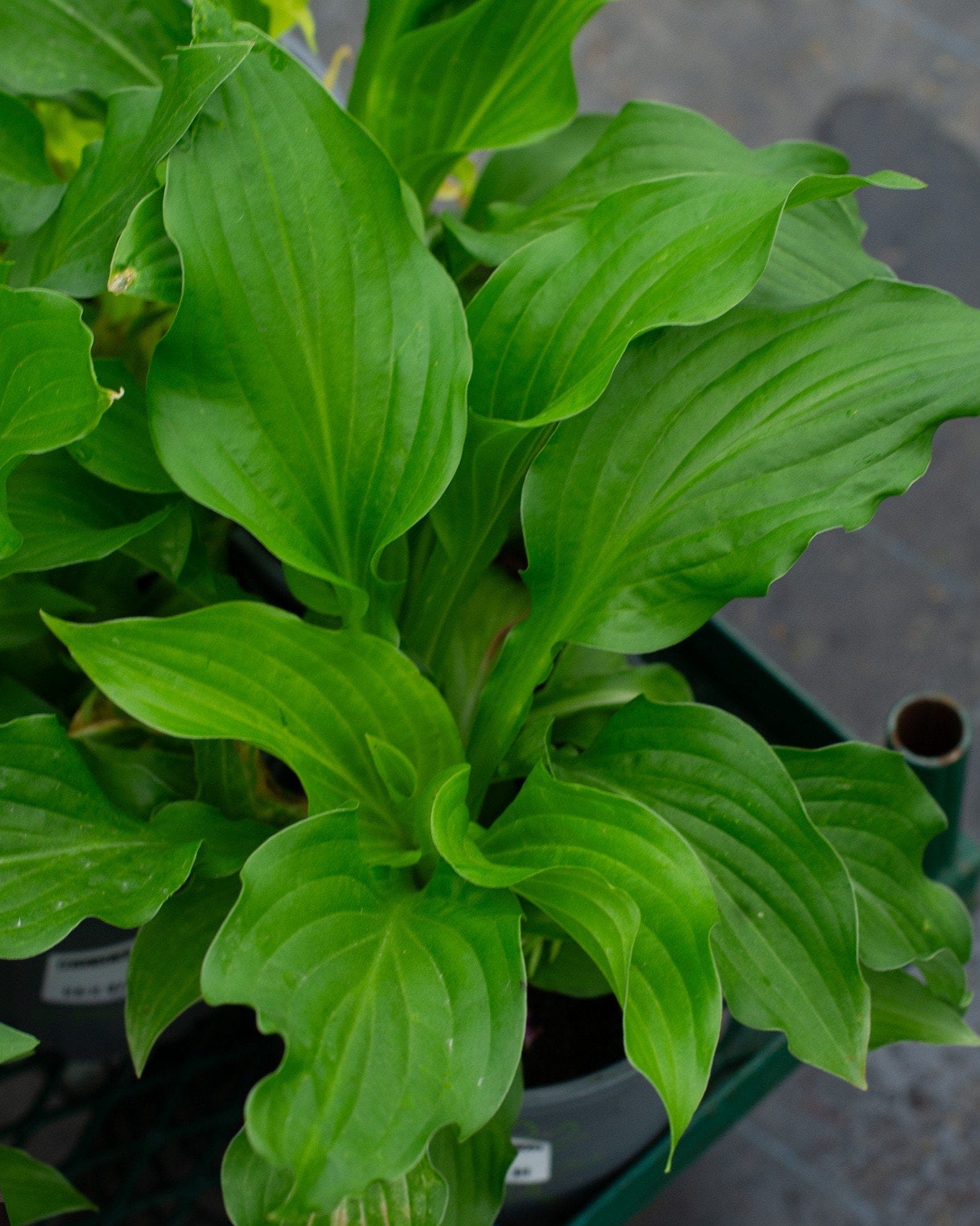 Royal Standard Hosta
