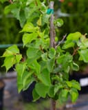 Blenheim Apricot thumbnail 1