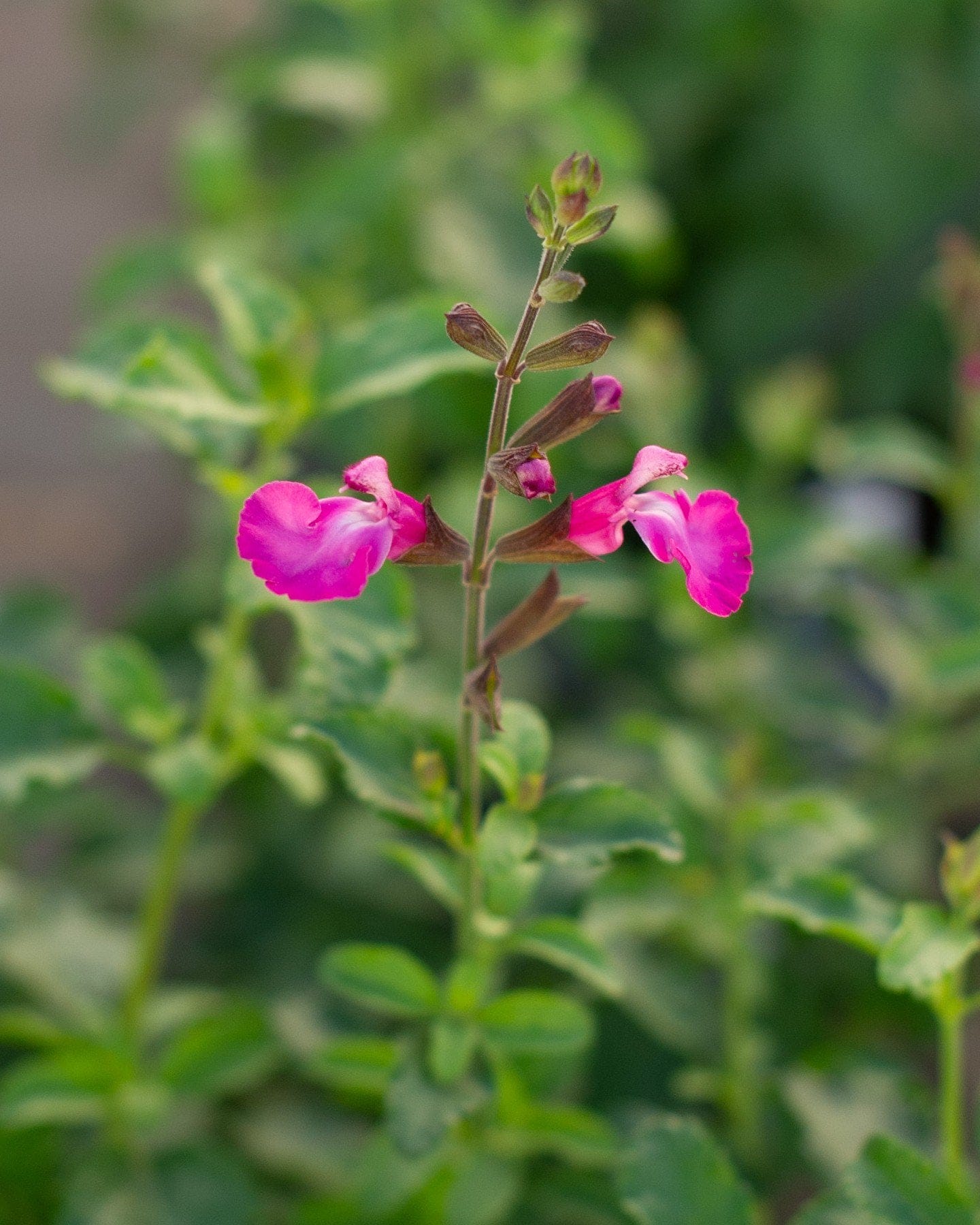 Cool Pink Salvia