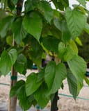 Fruitless Mulberry thumbnail 1