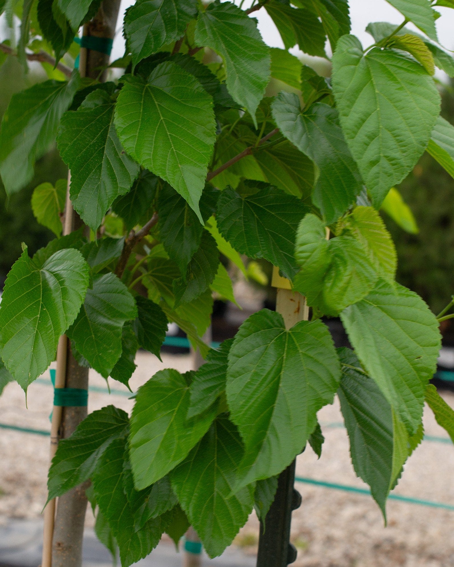 Fruitless Mulberry - Main Image