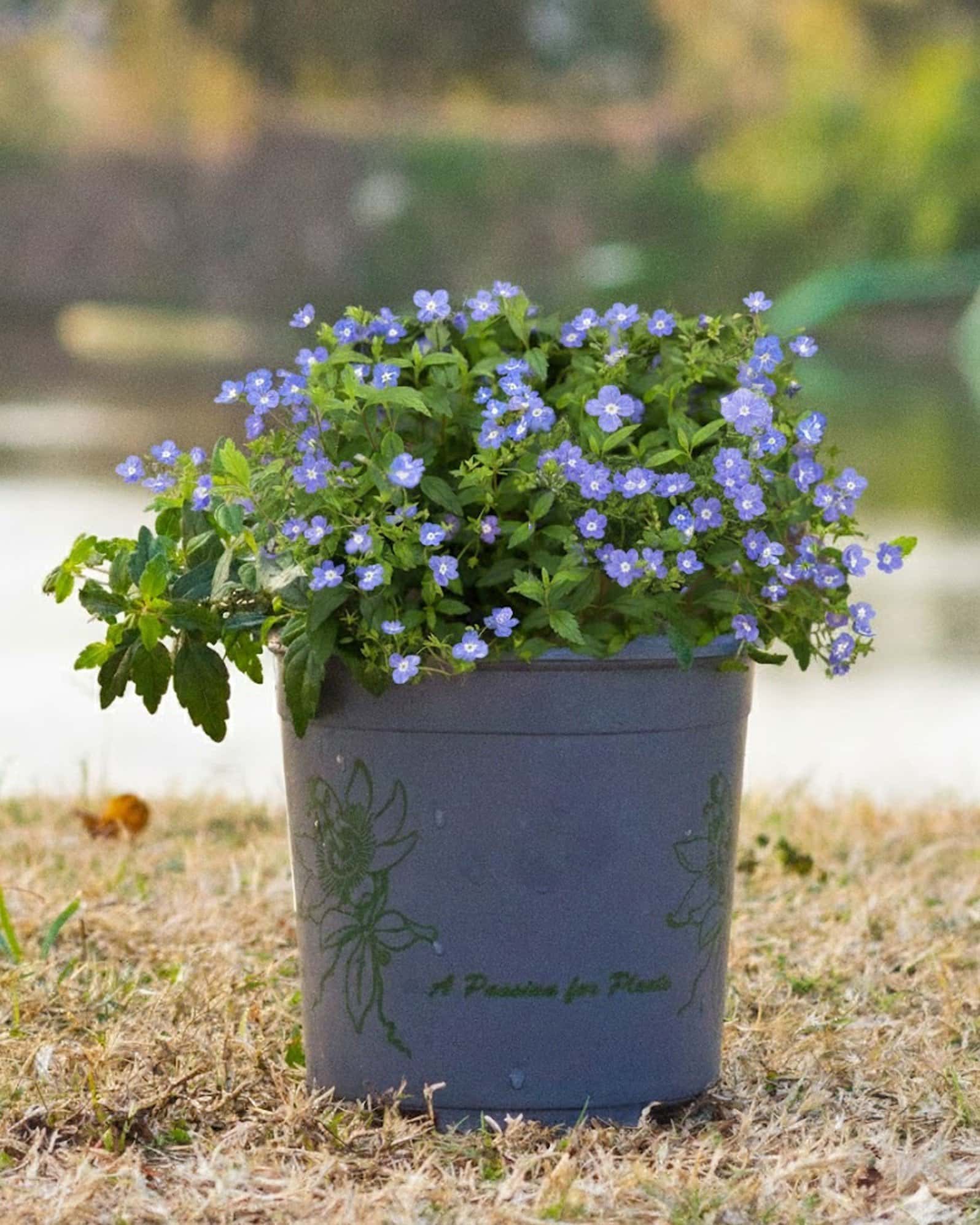 Georgia Blue Veronica - Image 2