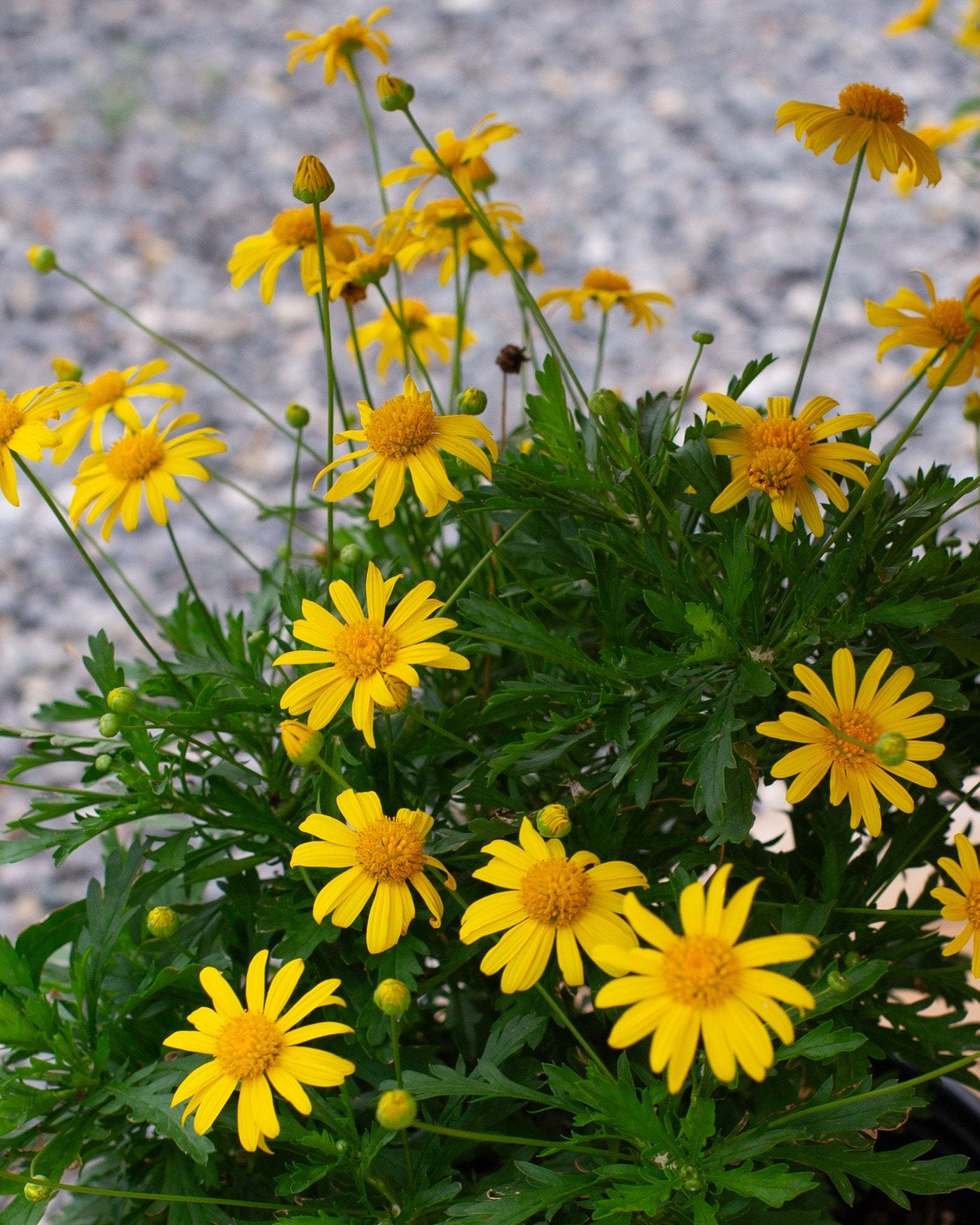 Golden Shrub Daisy - Main Image