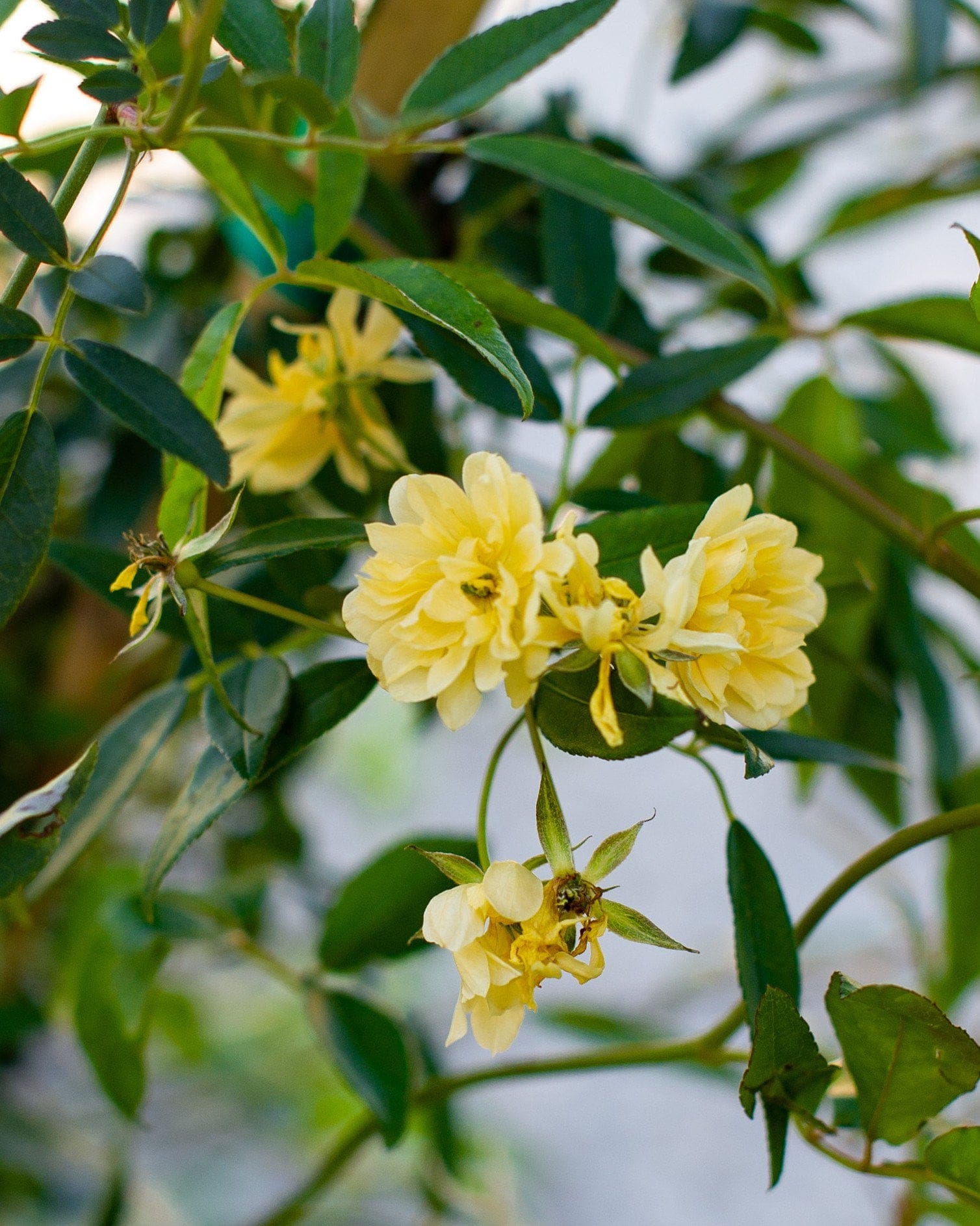 Lady Banks Climbing Rose