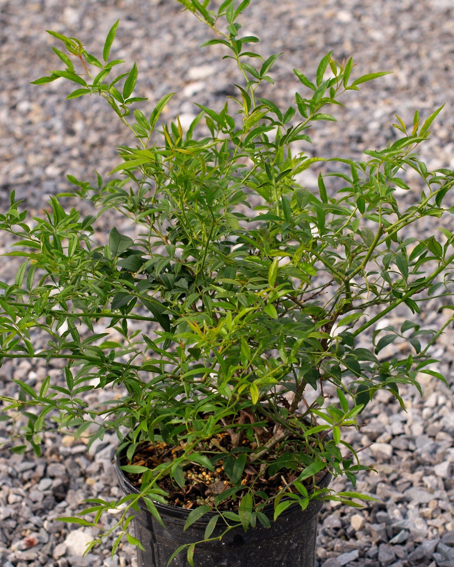 Lady Banks Climbing Rose - view 4