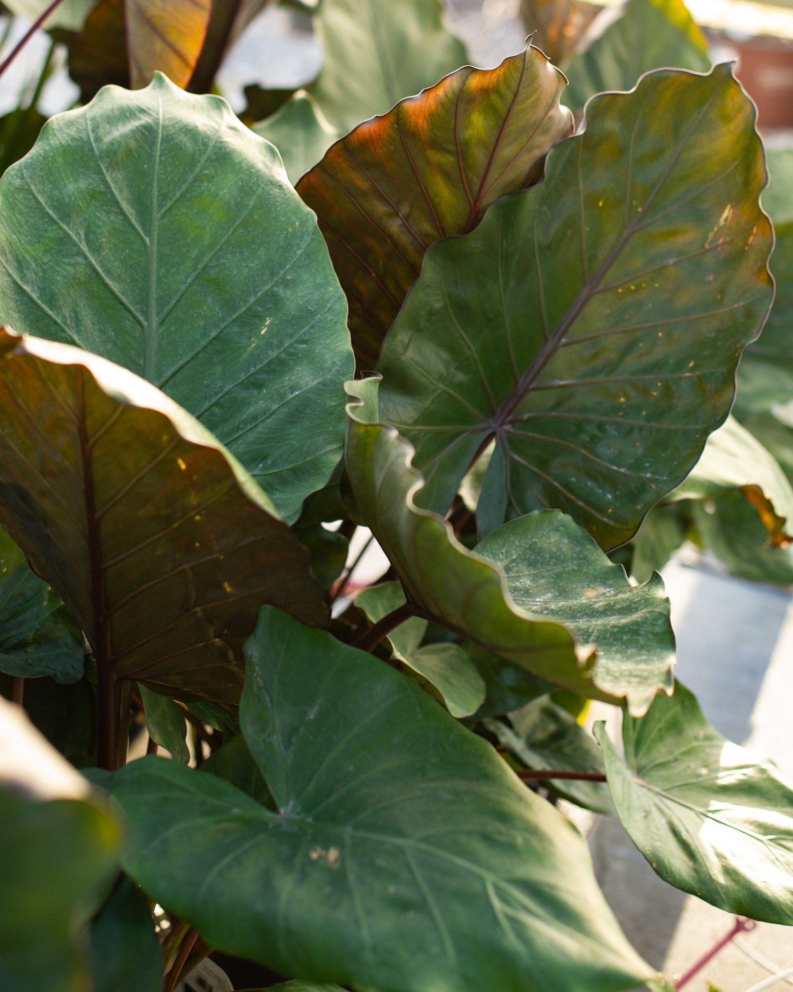 Metalhead Elephant Ear