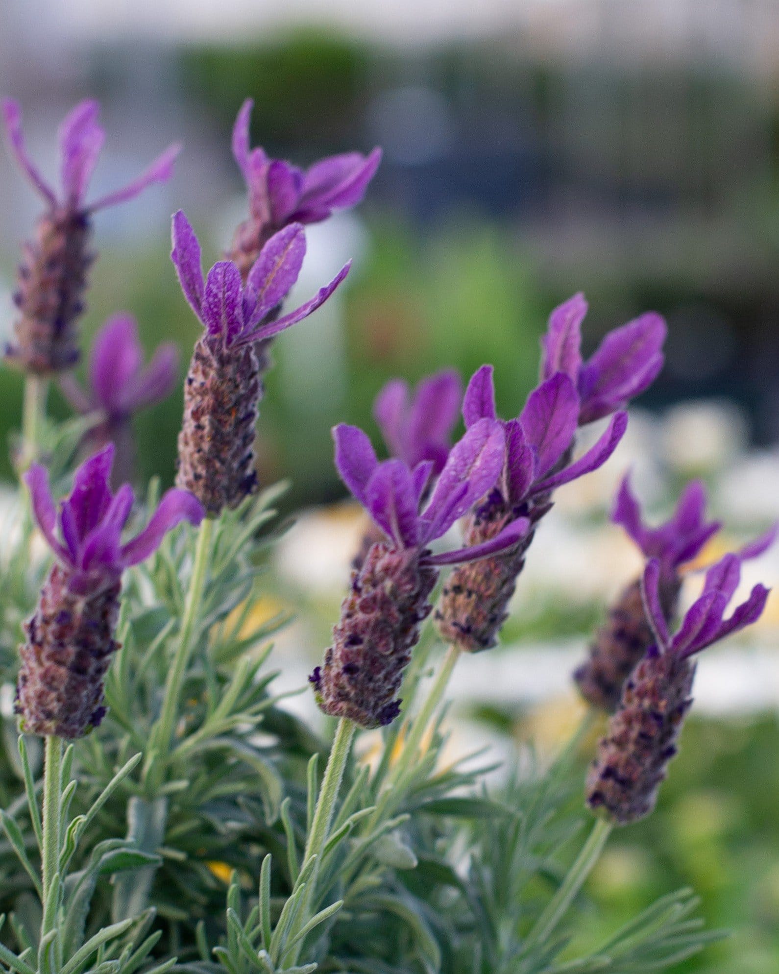 Primavera Lavender - Main Image
