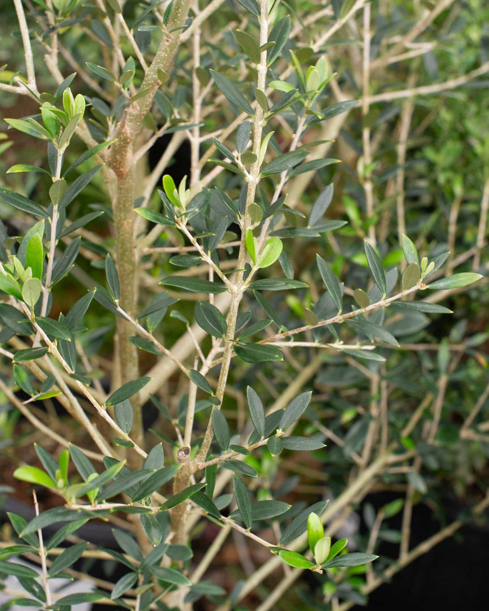 Arbequina Olive