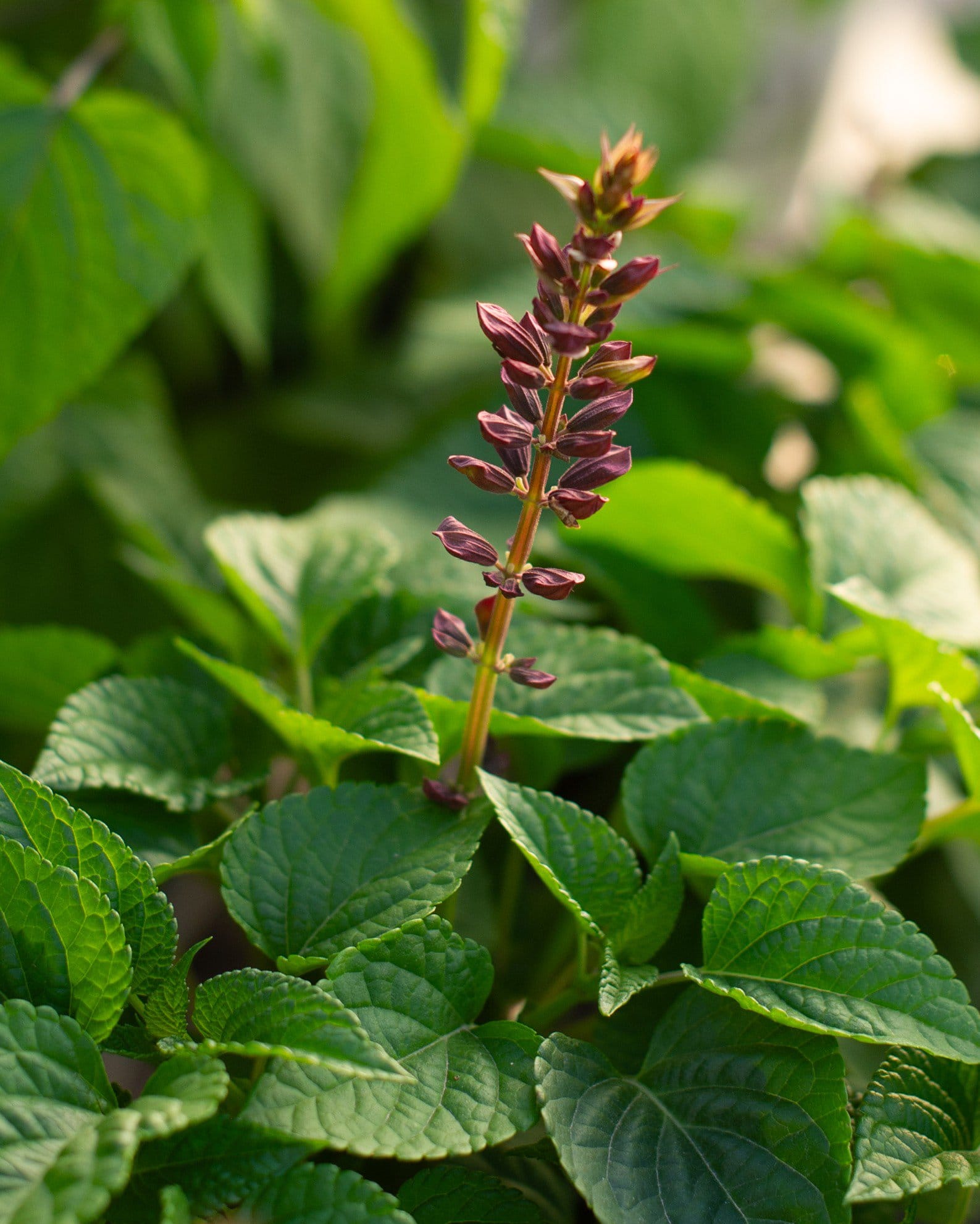 Salgoon Lake Flamingo Salvia - view 2