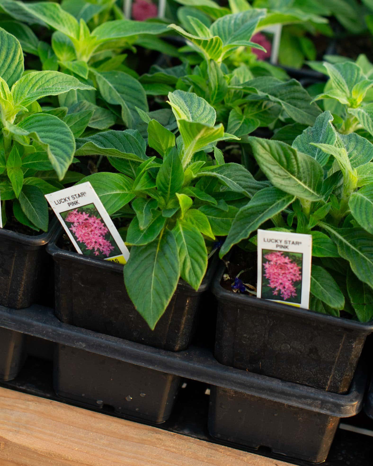Lucky Star Deep Pink Pentas - Image 1
