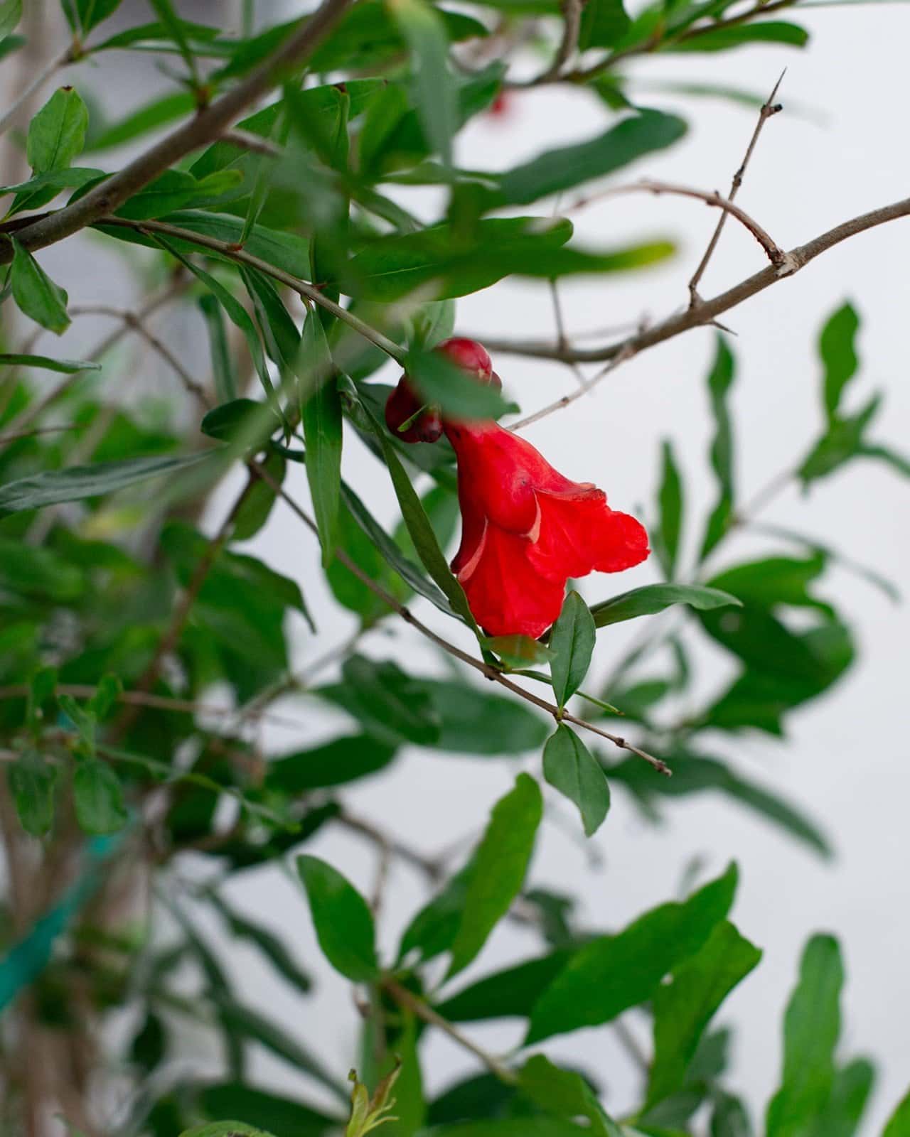 Wonderful Pomegranate - Main Image