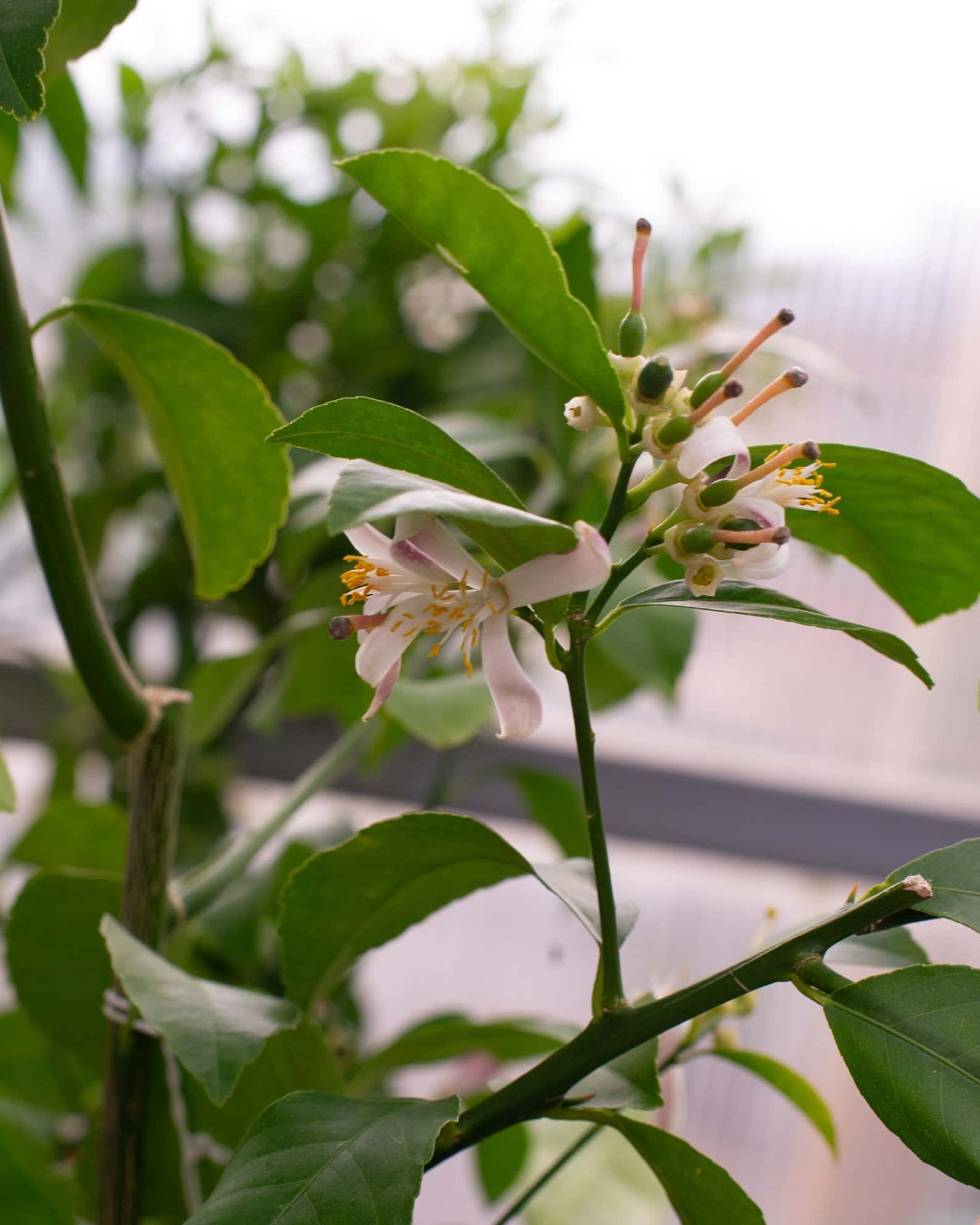 Improved Meyer Lemon - Main Image