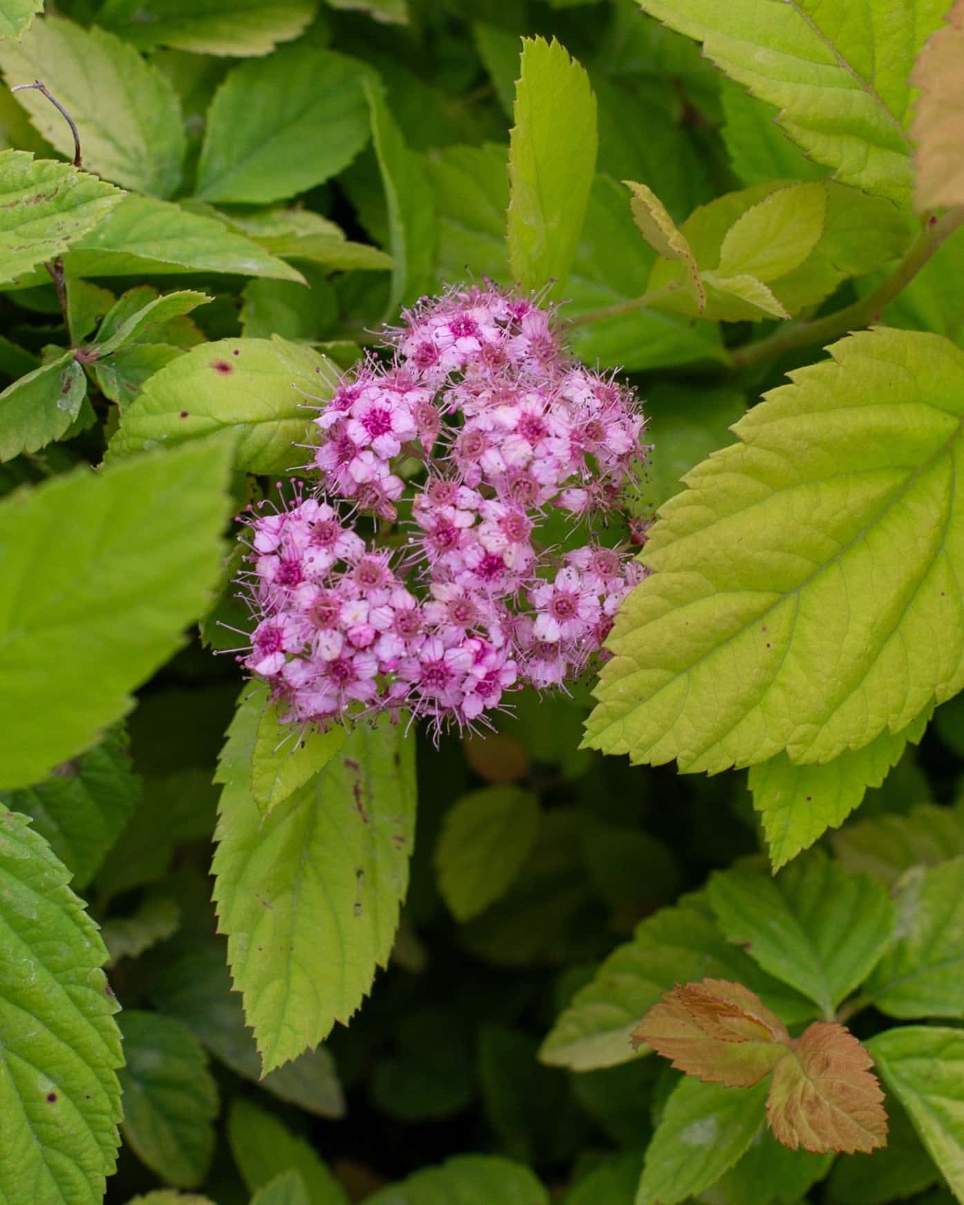 Double Play Big Bang Spirea - Main Image