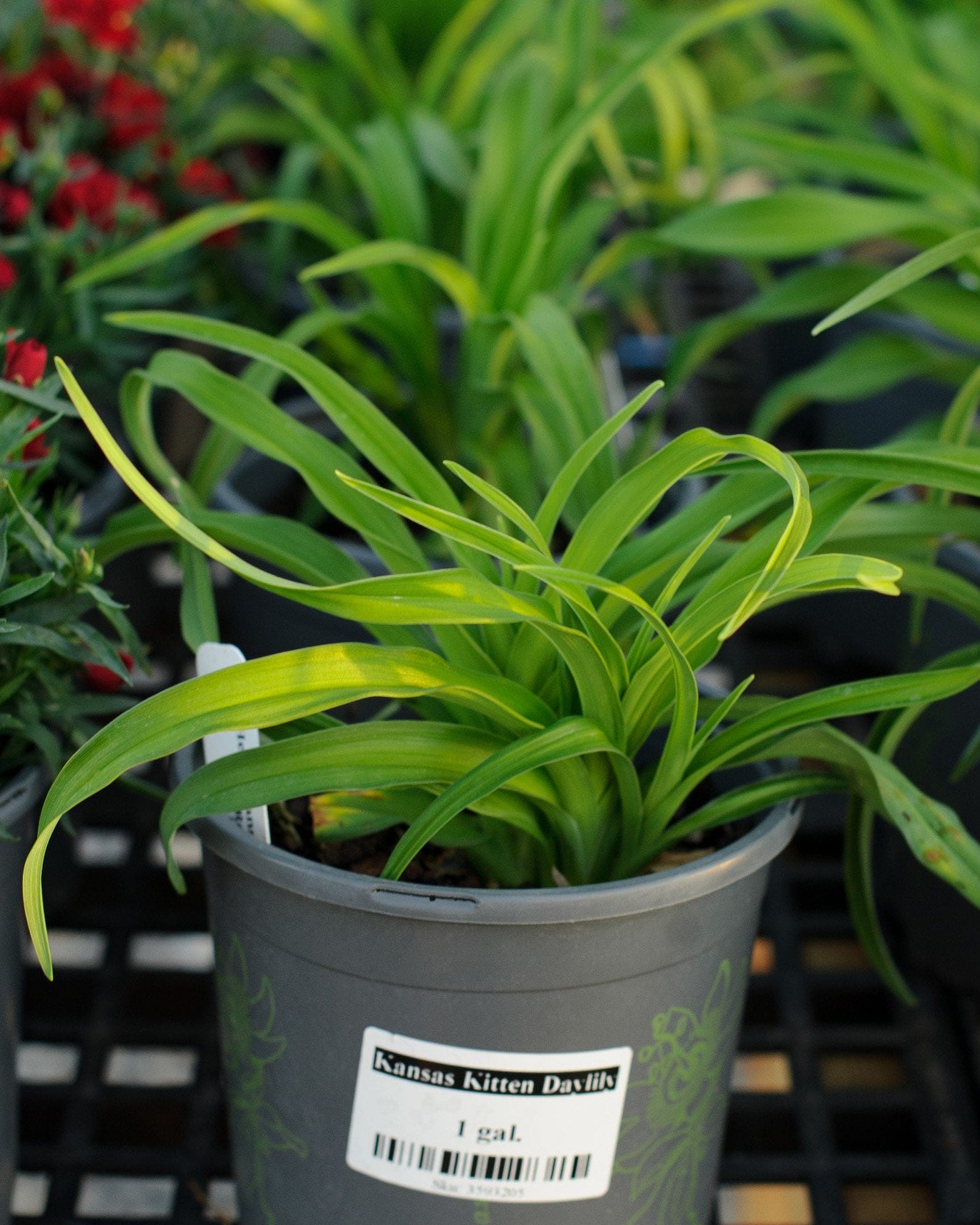 Kansas Kitten Daylily - view 2