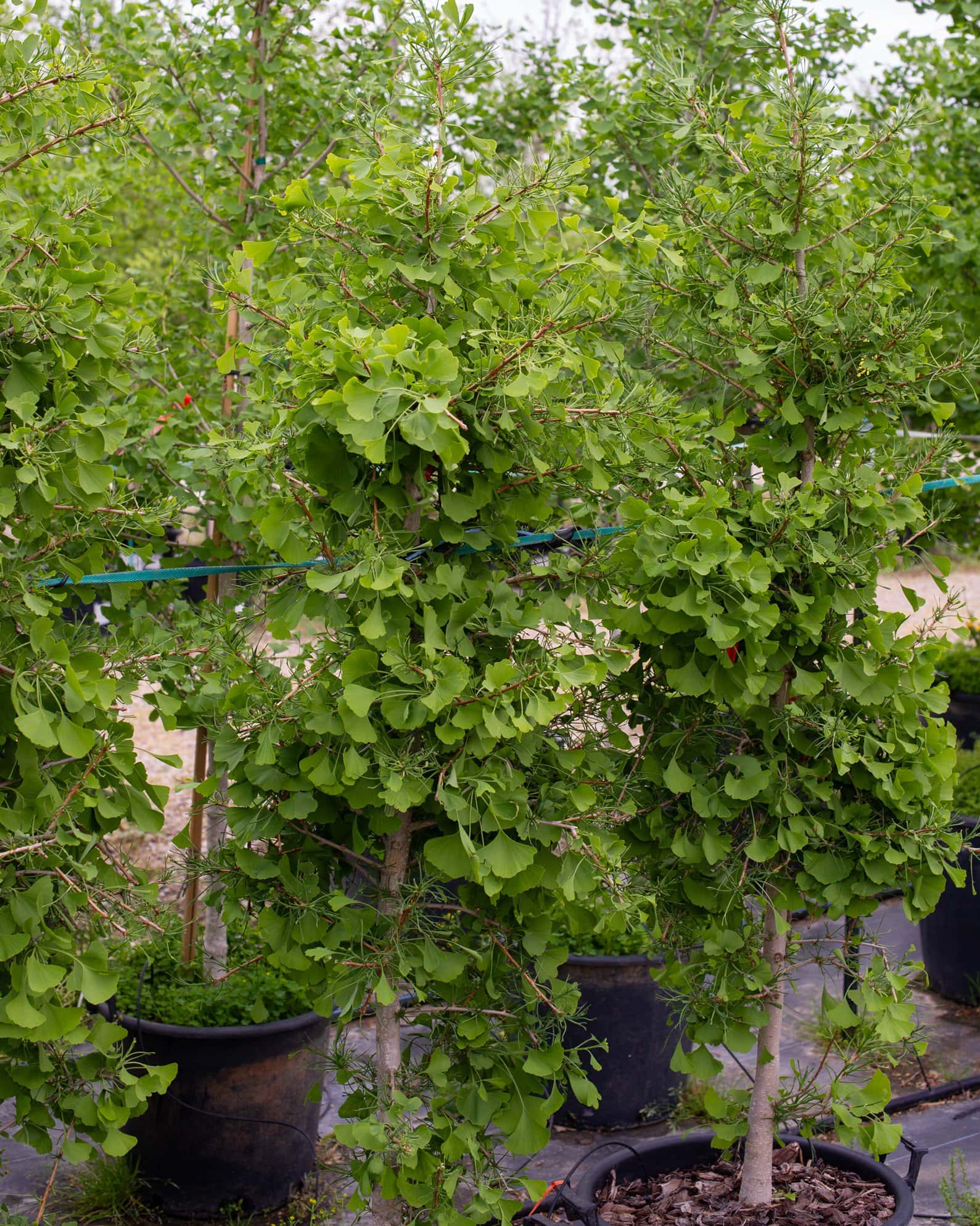 Weeping Wonder Ginkgo - Main Image