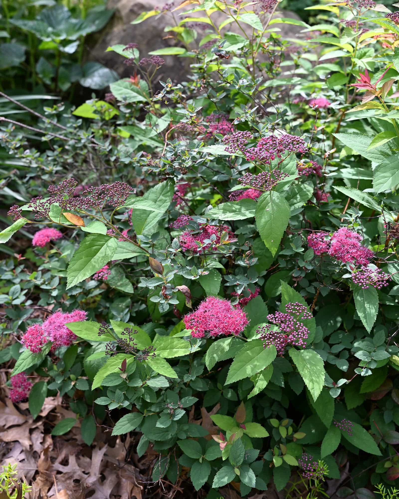 Anthony Waterer Spirea