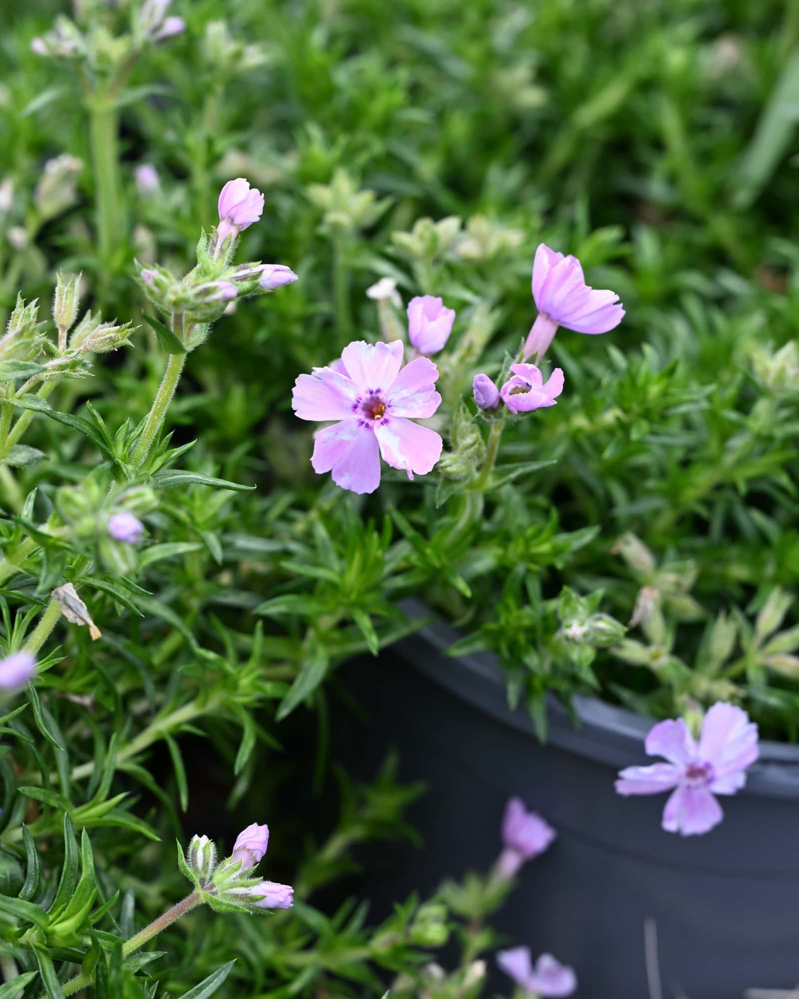 Phlox Trot Pink Creeping Phlox - Main Image