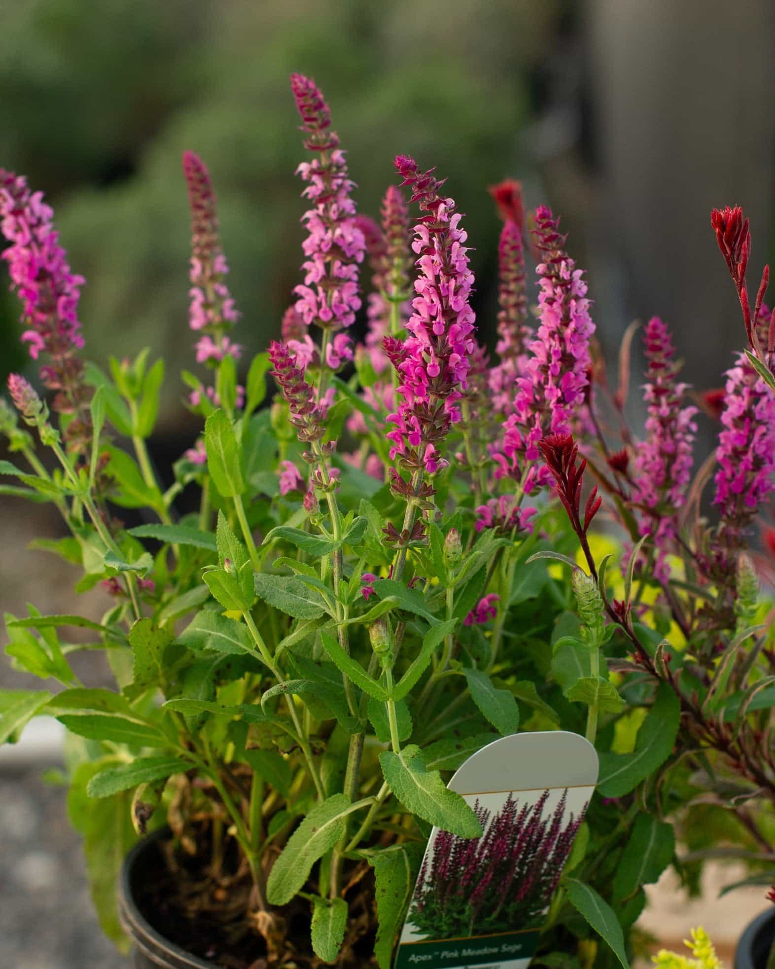 Apex Pink Meadow Salvia