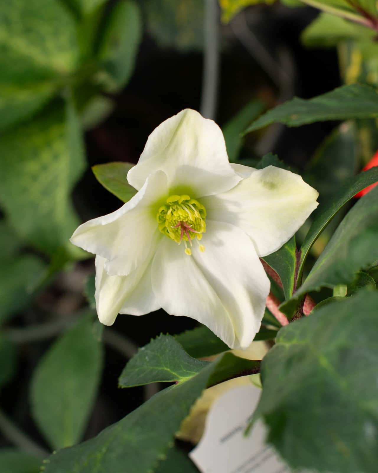 Ice N' Roses White Helleborus - Main Image
