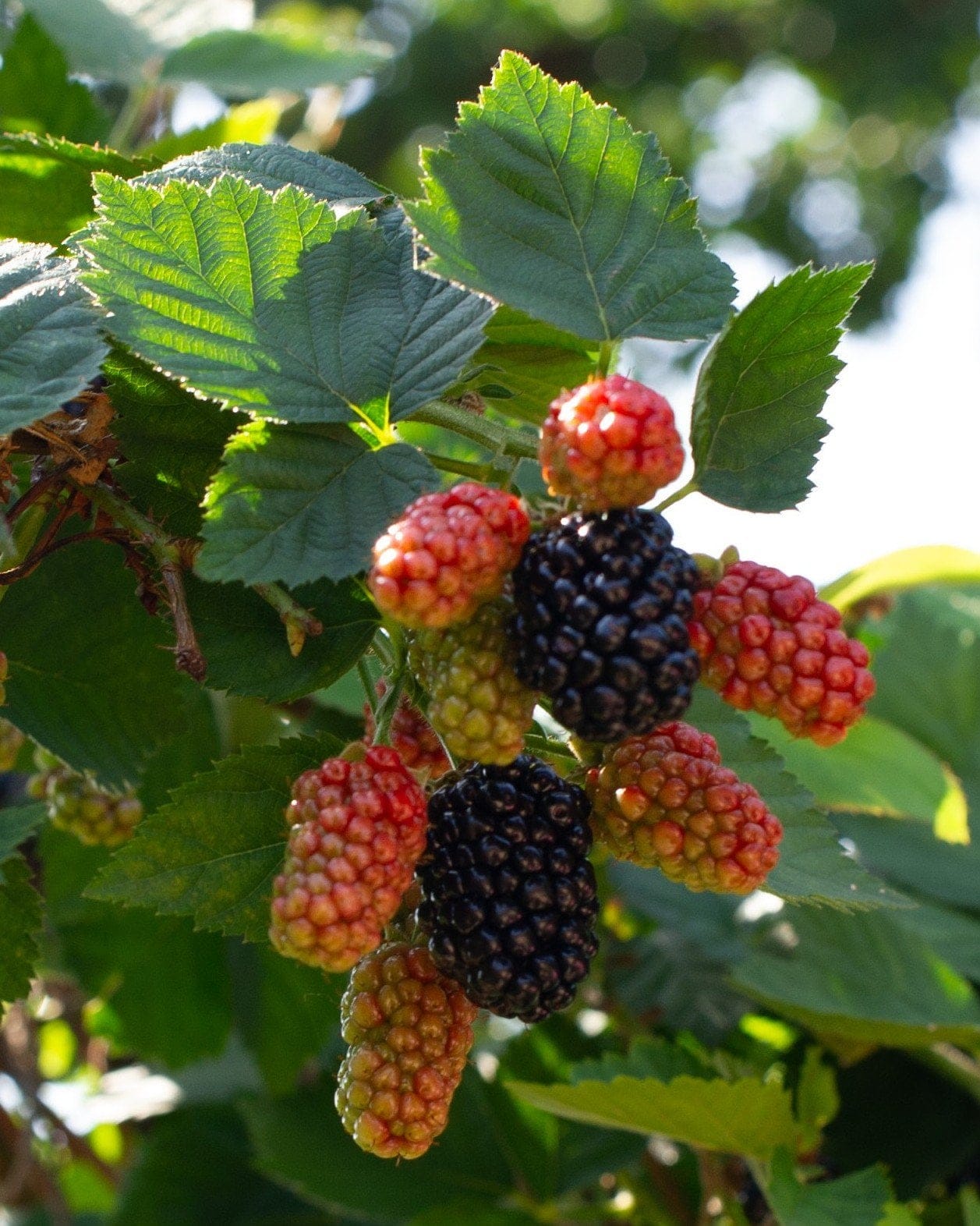 Kiowa Blackberry
