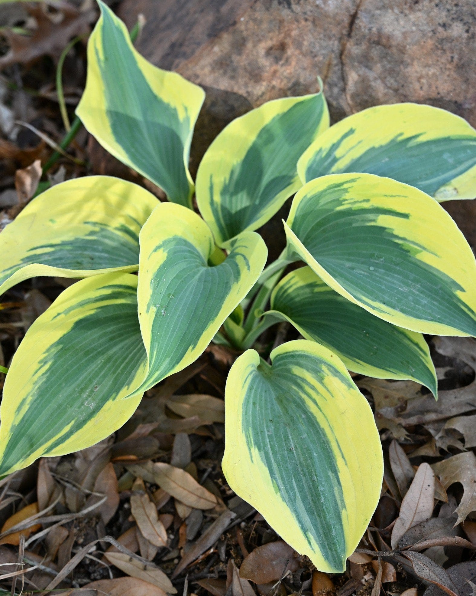 Shadowland Autumn Frost Hosta