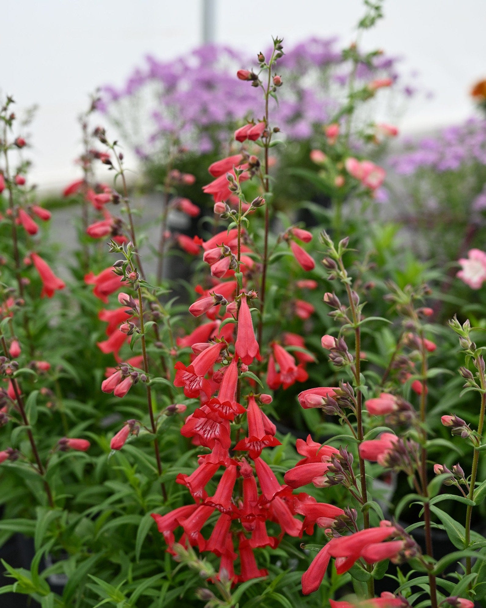 Mountain Treats Red Penstemon - Main Image