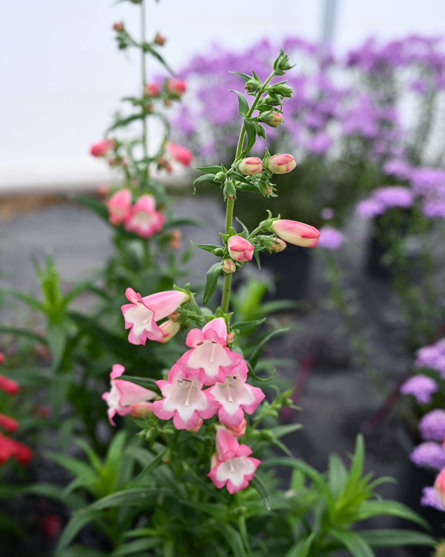Flock of Flamingos Penstemon - Main Image