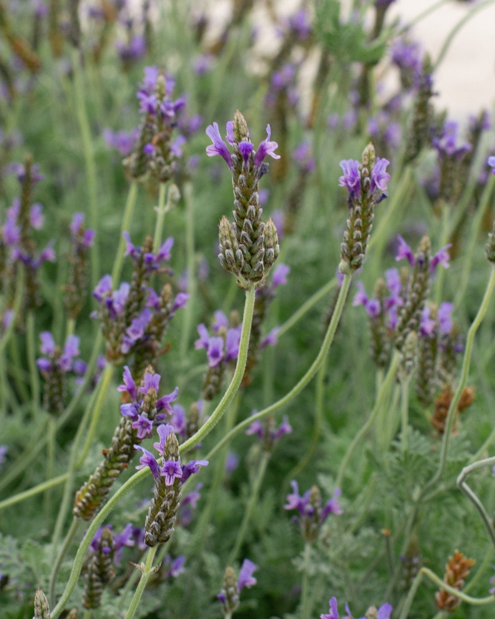 Blue Torch Lavender - Main Image