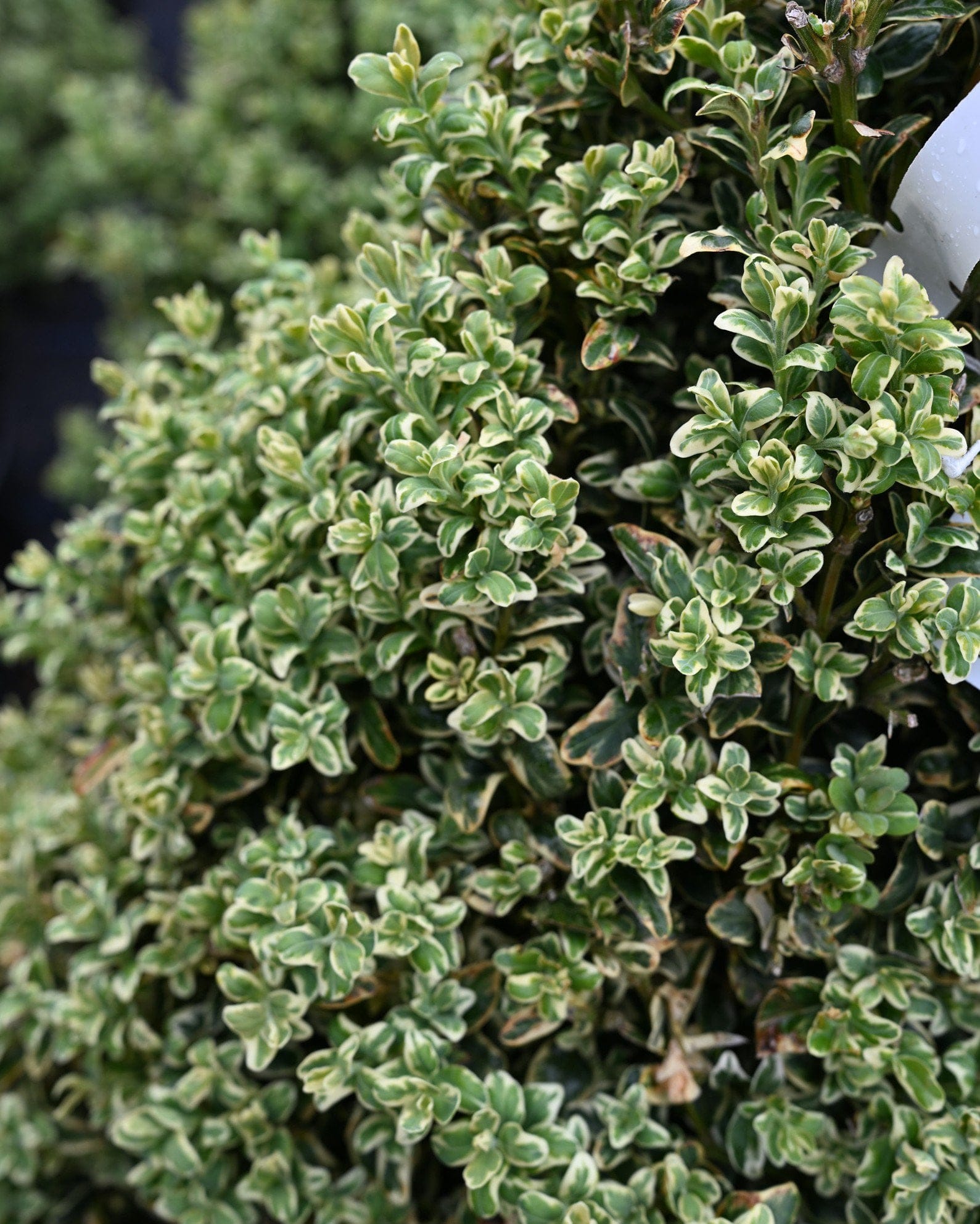 Elegantissima Variegated Boxwood Cone - view 2