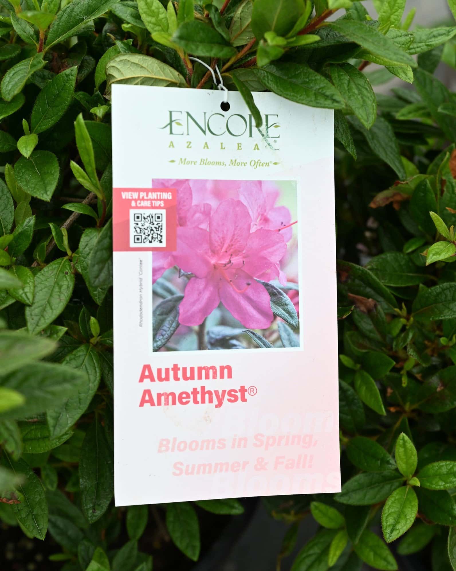 Encore Azalea Autumn Amethyst - Image 1