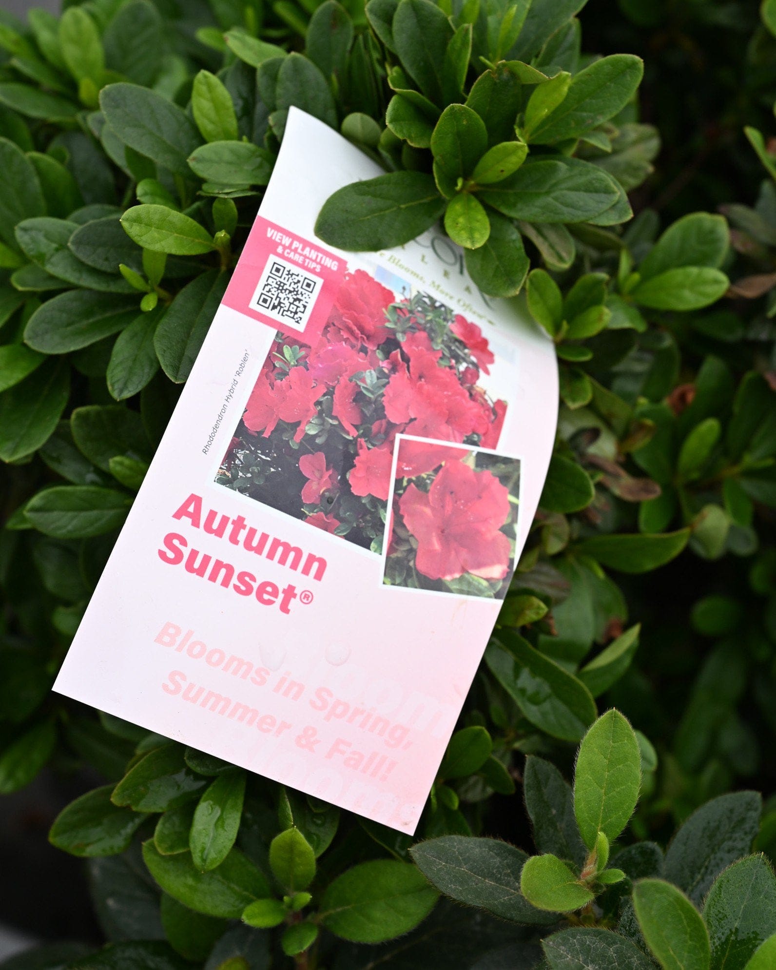 Encore Azalea Autumn Sunset - view 2