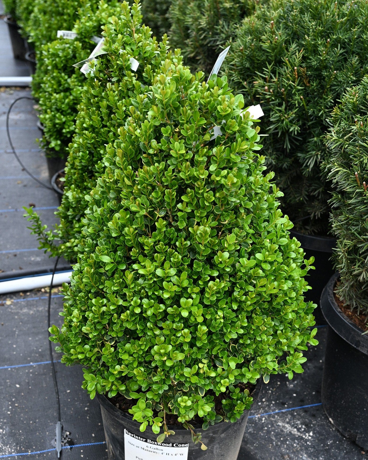 Sprinter Boxwood Cone