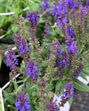 Violet Profusion Salvia thumbnail 1