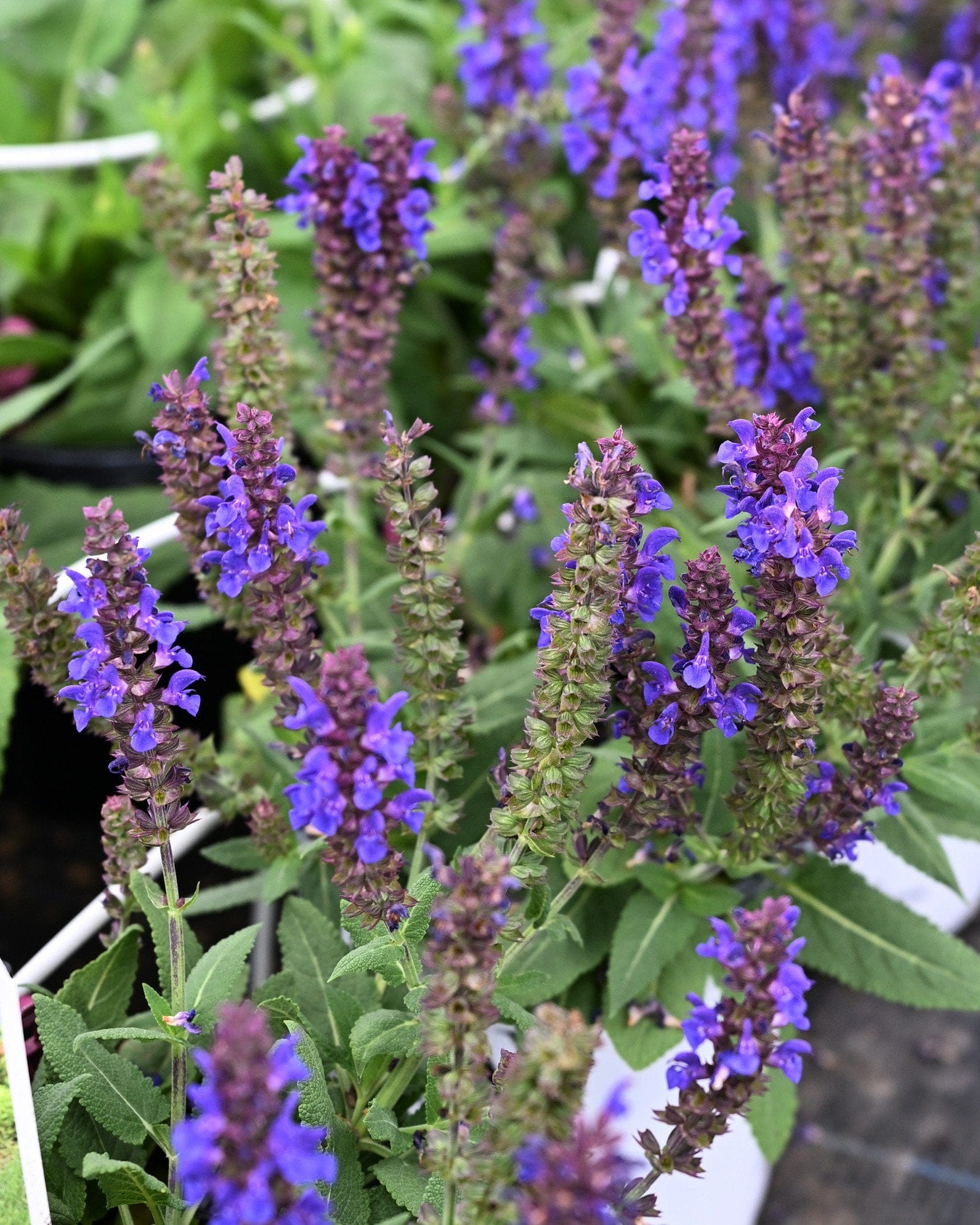 Violet Profusion Salvia - Main Image