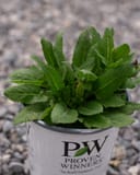 Violet Profusion Salvia thumbnail 2