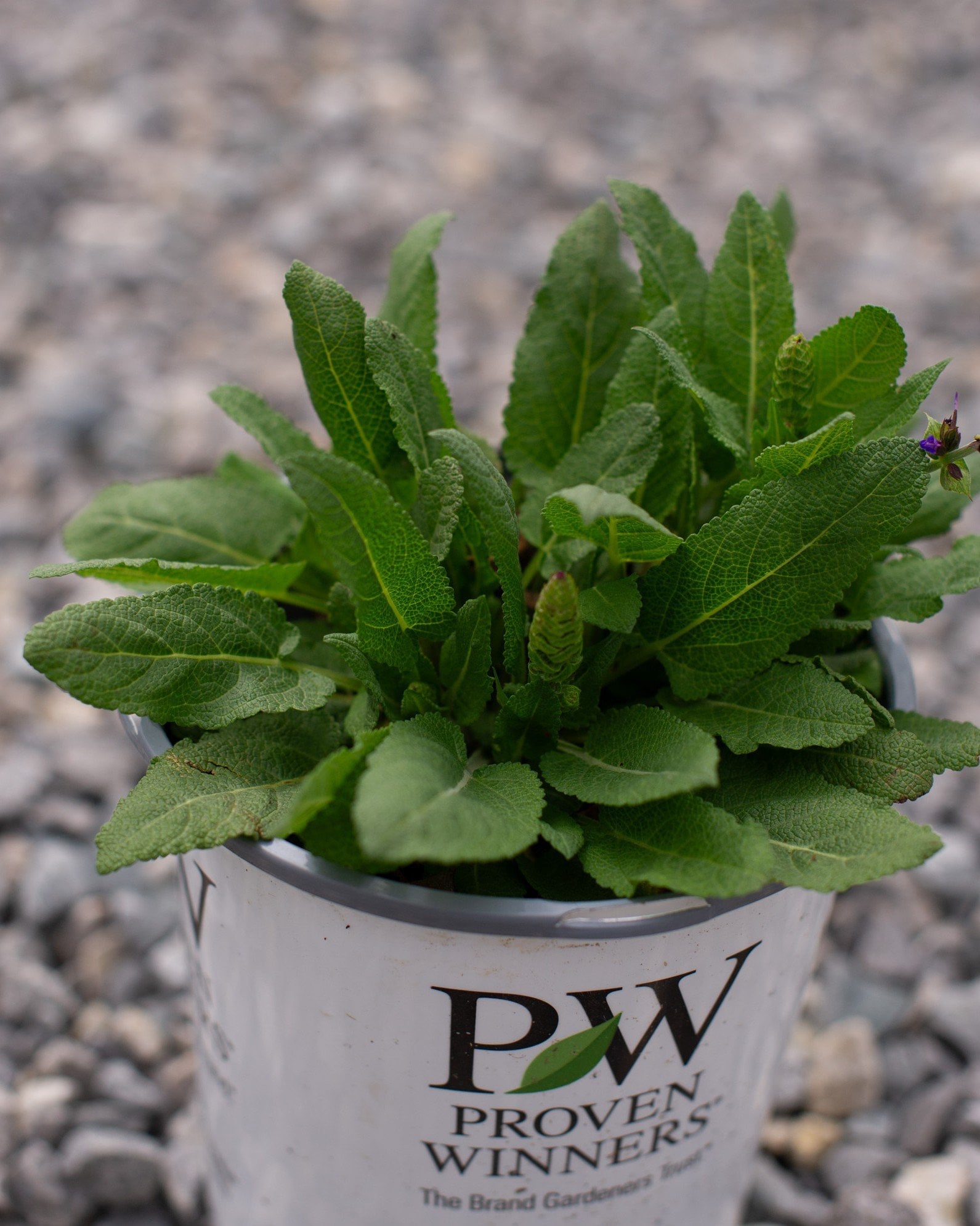 Violet Profusion Salvia - Image 1