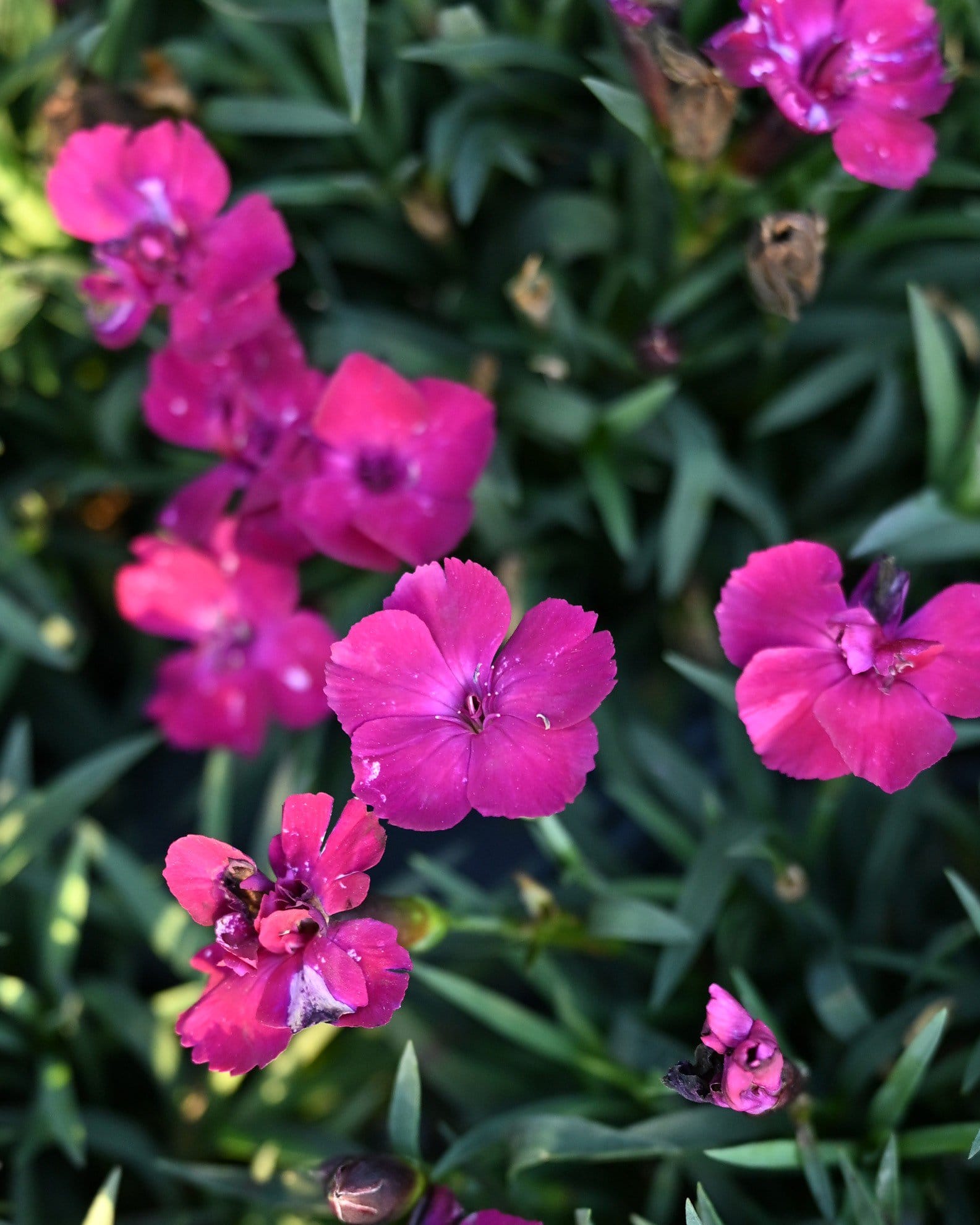 Scully Dianthus