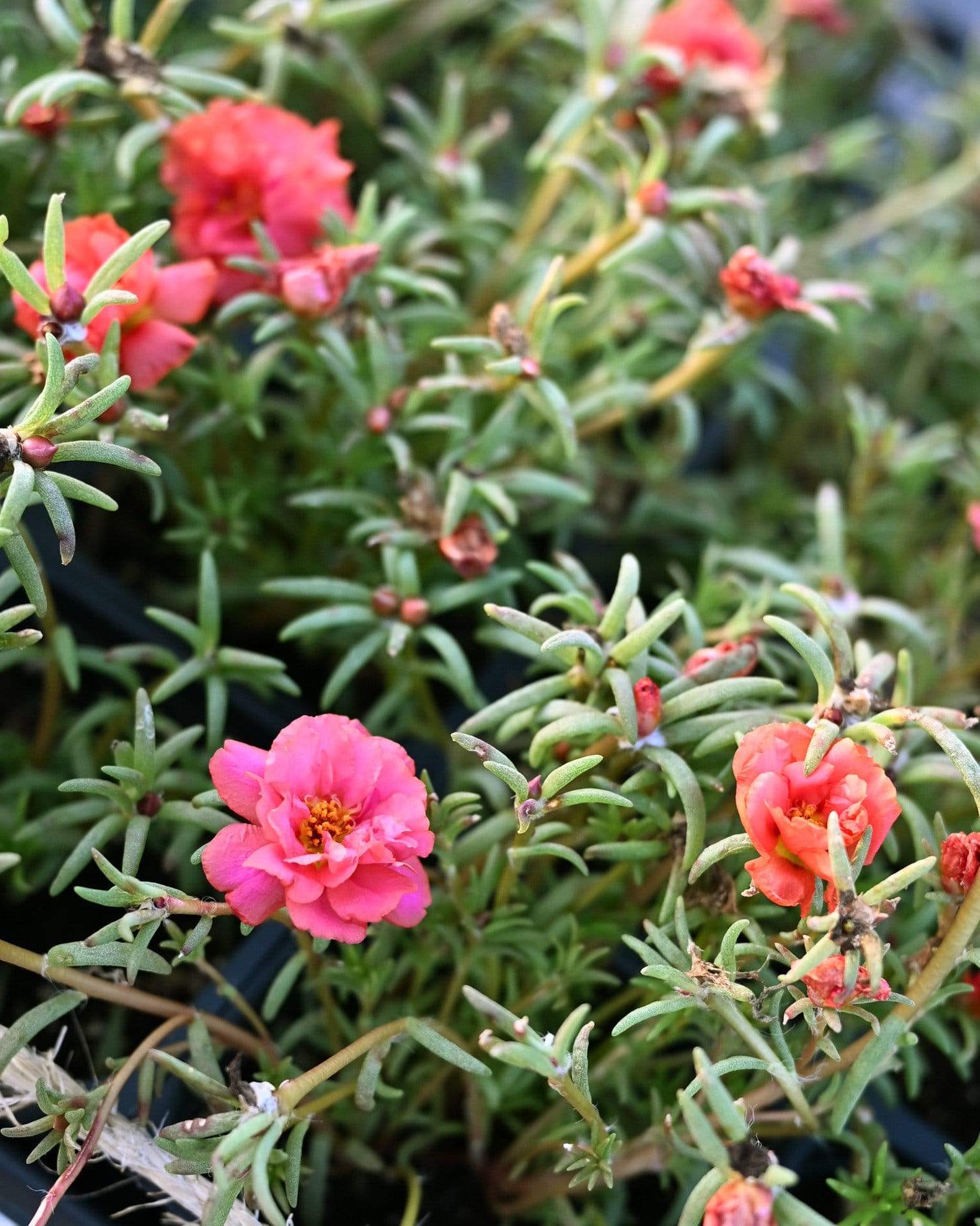 Happy Hour Orange Moss Rose Portulaca - Main Image