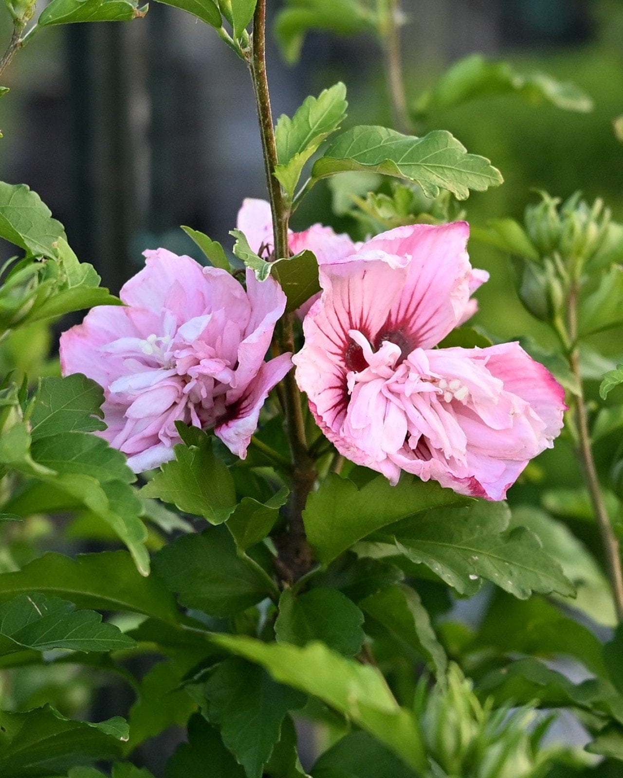 Pink Chiffon Althea