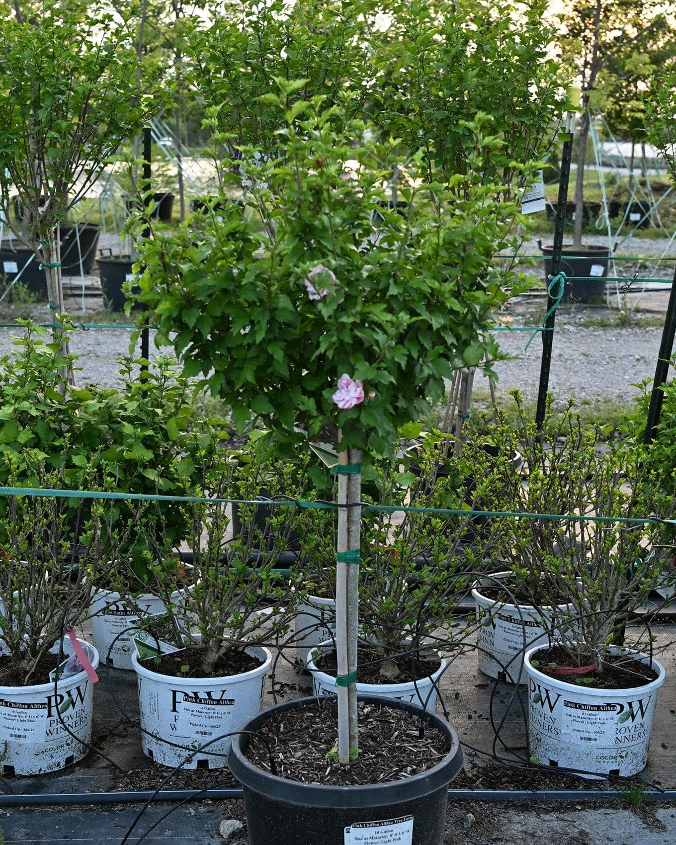 Pink Chiffon Althea Tree Form - view 2