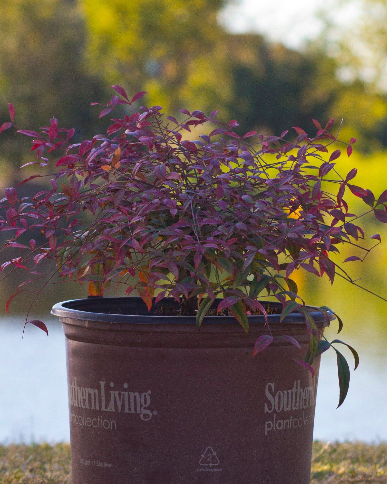 Flirt Nandina