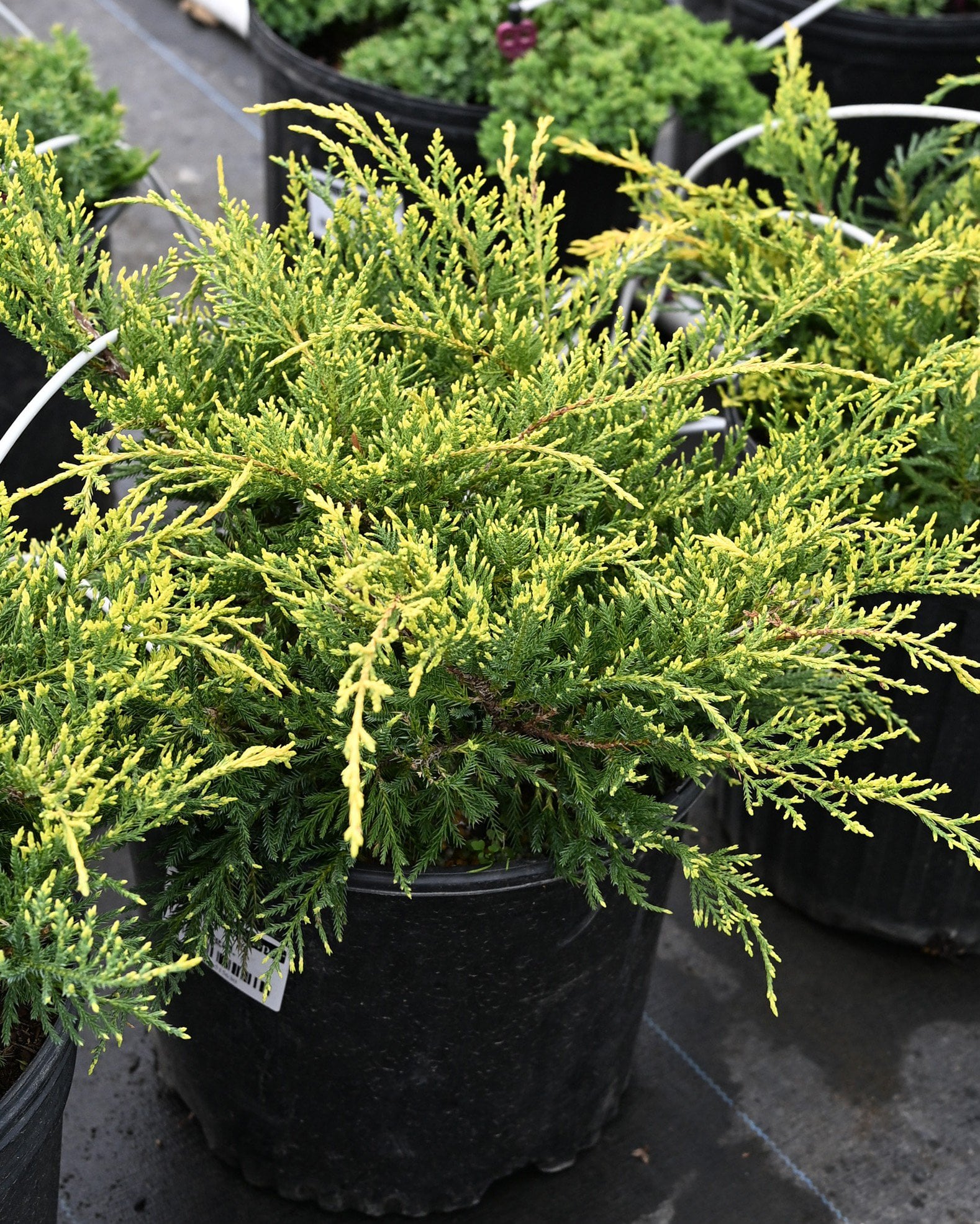 Gold Star Juniper - Image 2